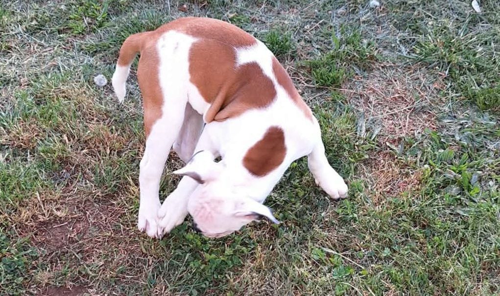 Titan – American Bulldog puppy for sale in Lynchburg, VA