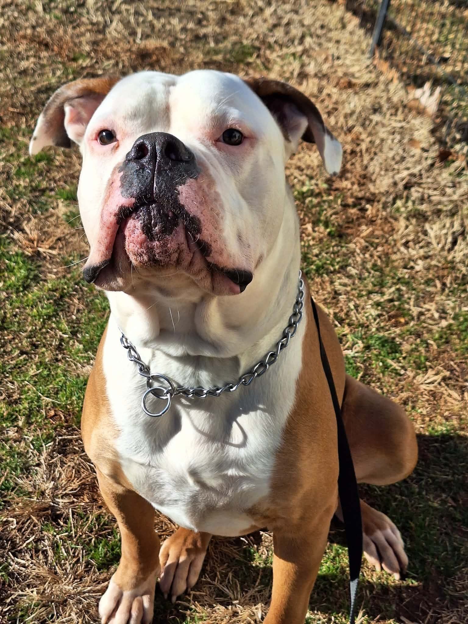 Hercules, a male American Bulldog for sale in Lynchburg City, VA – 3 of 8