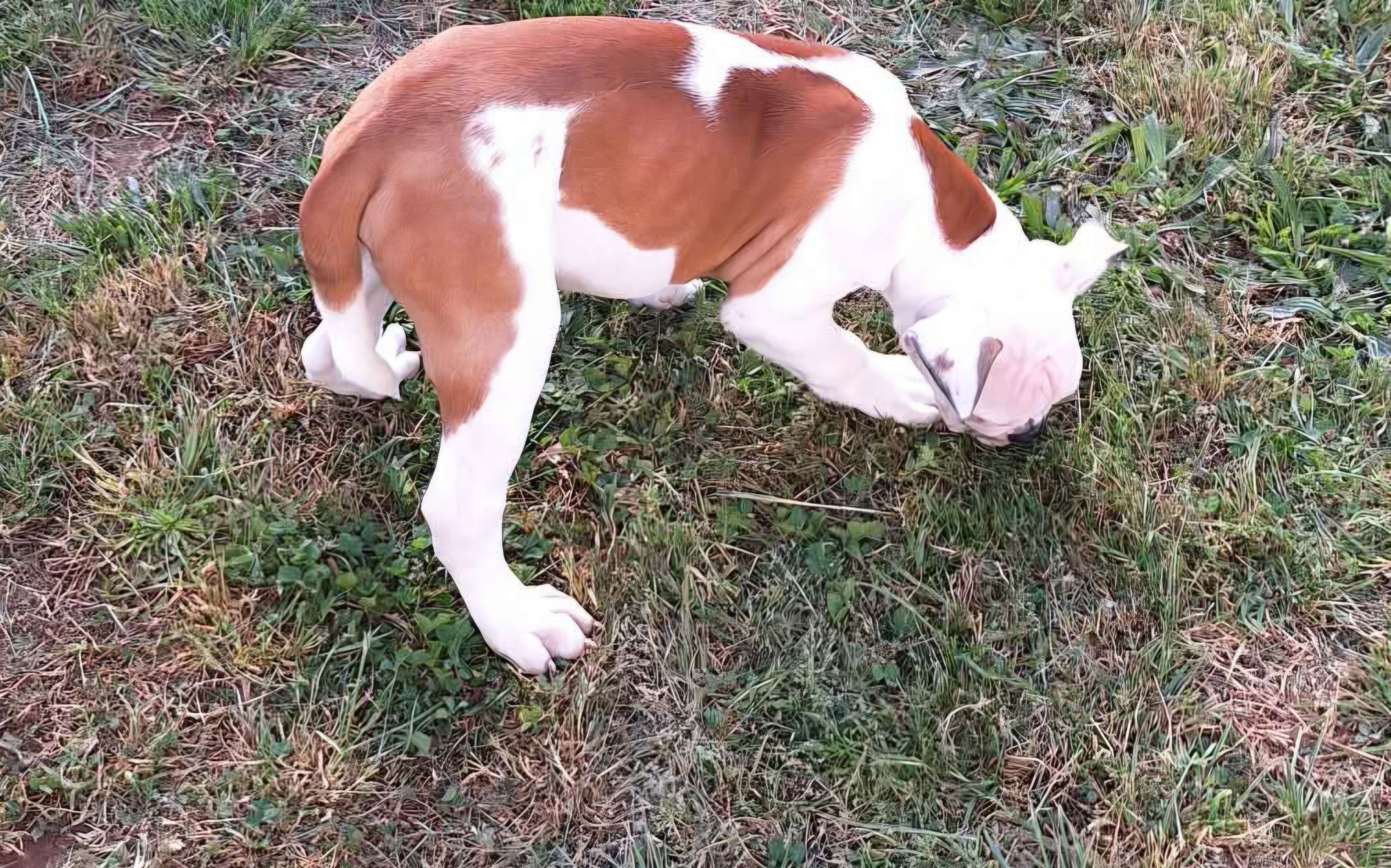 Titan, a male American Bulldog for sale in Lynchburg, VA – Photo 2 of 6