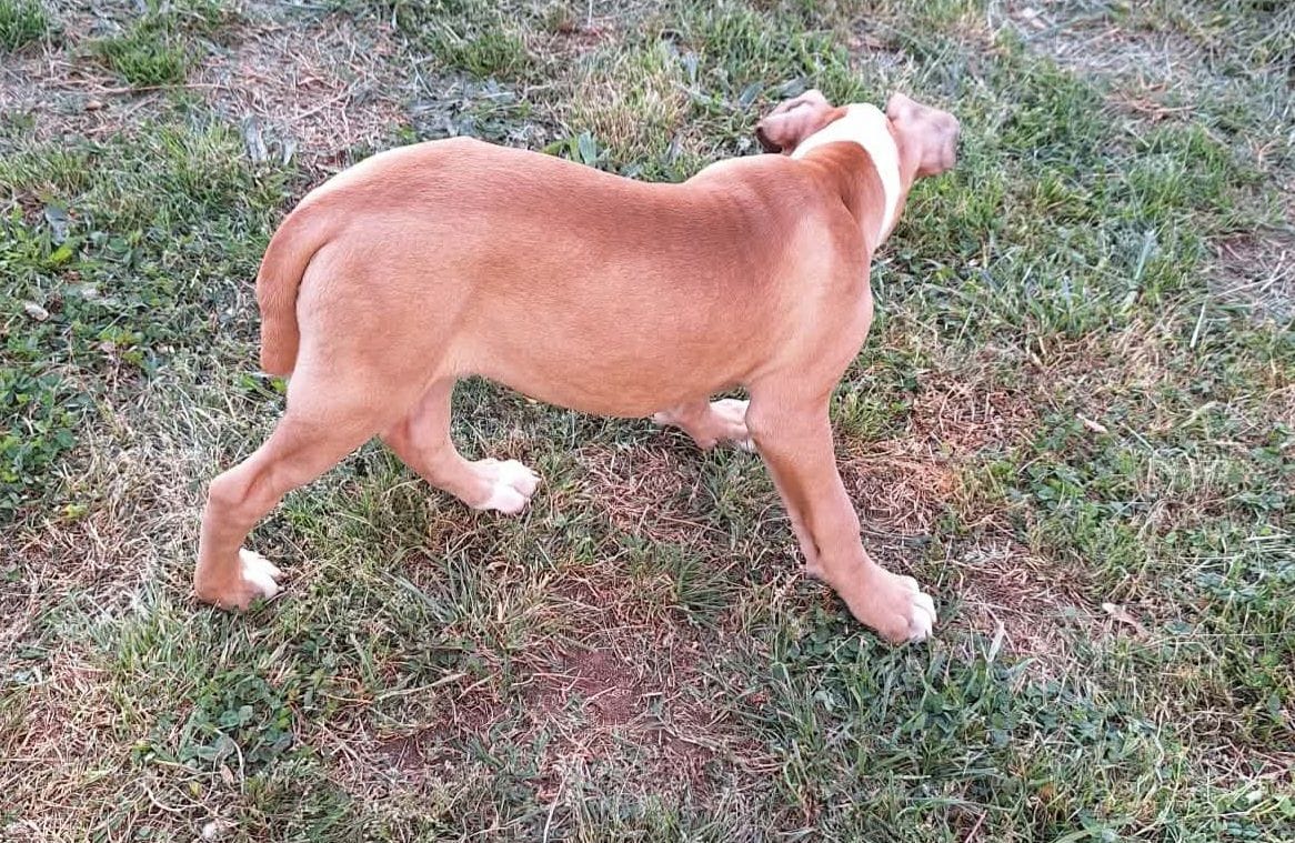 Hercules, a male American Bulldog for sale in Lynchburg, VA – Photo 6 of 8