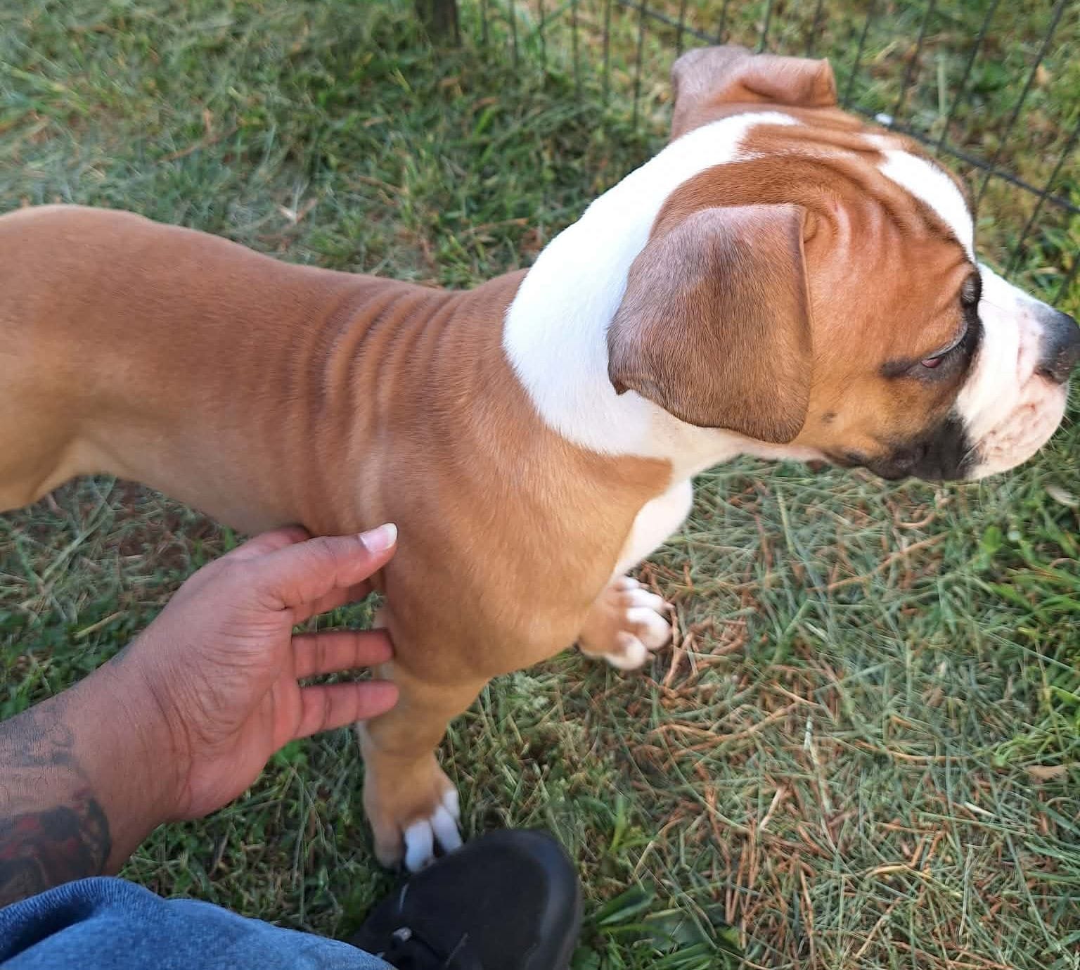 Hercules, a male American Bulldog for sale in Lynchburg, VA – Photo 7 of 8