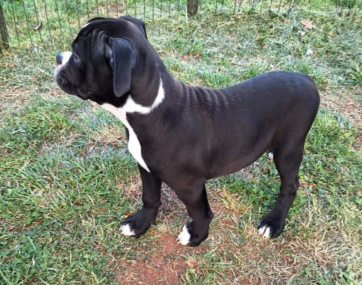 Miracle, a female American Bulldog for sale in Lynchburg, VA – Photo 2 of 7