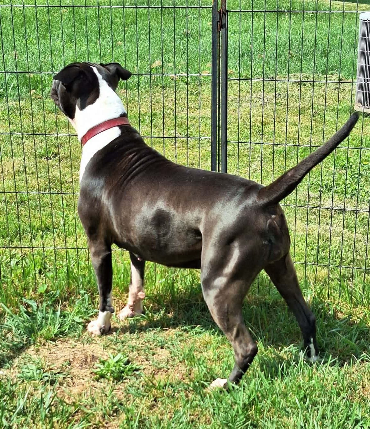 Miracle, a female American Bulldog for sale in Lynchburg, VA – Photo 6 of 7
