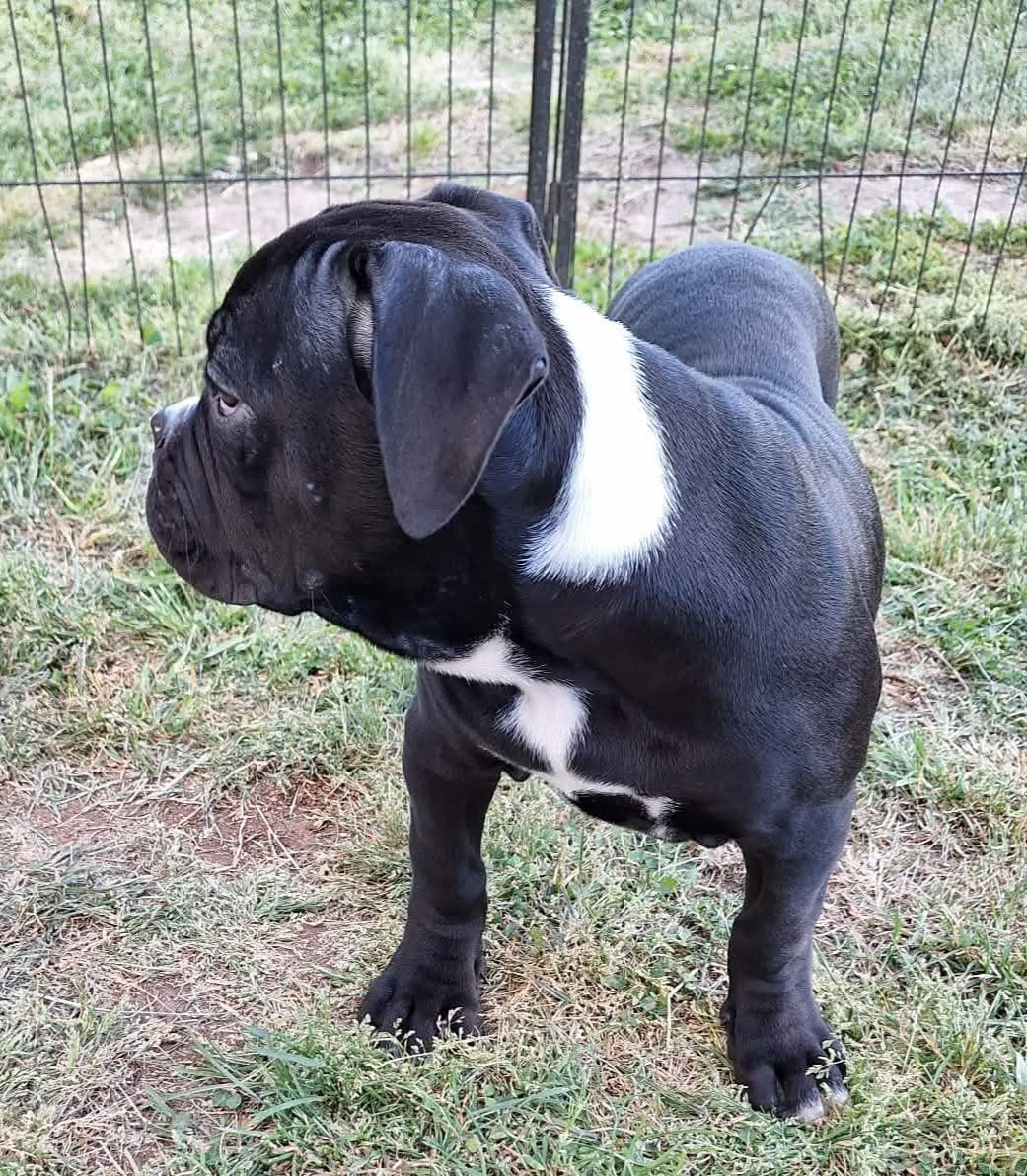 Xena, a female American Bulldog for sale in Lynchburg, VA – Photo 6 of 7