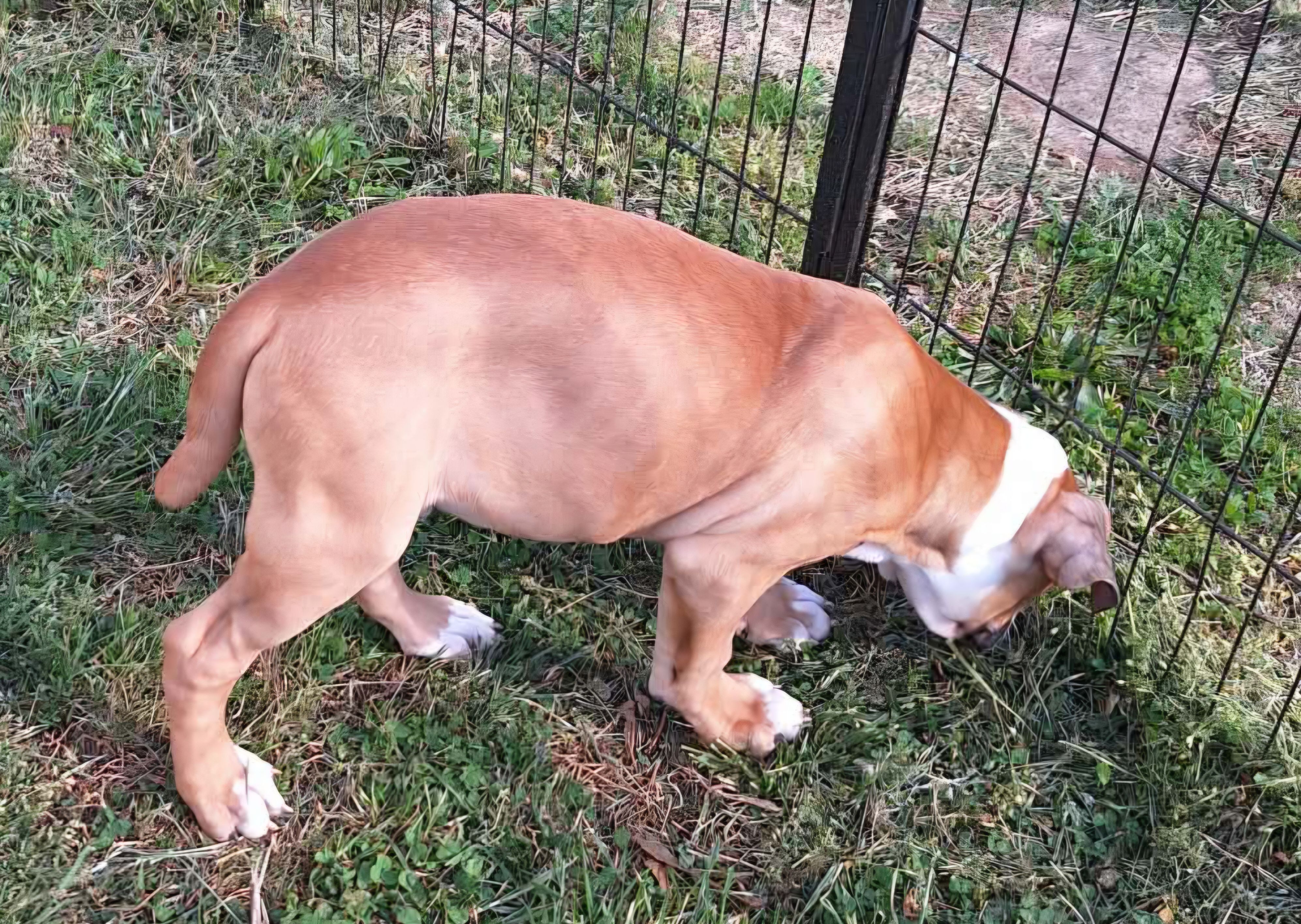 Hercules, a male American Bulldog for sale in Lynchburg, VA – Photo 3 of 8