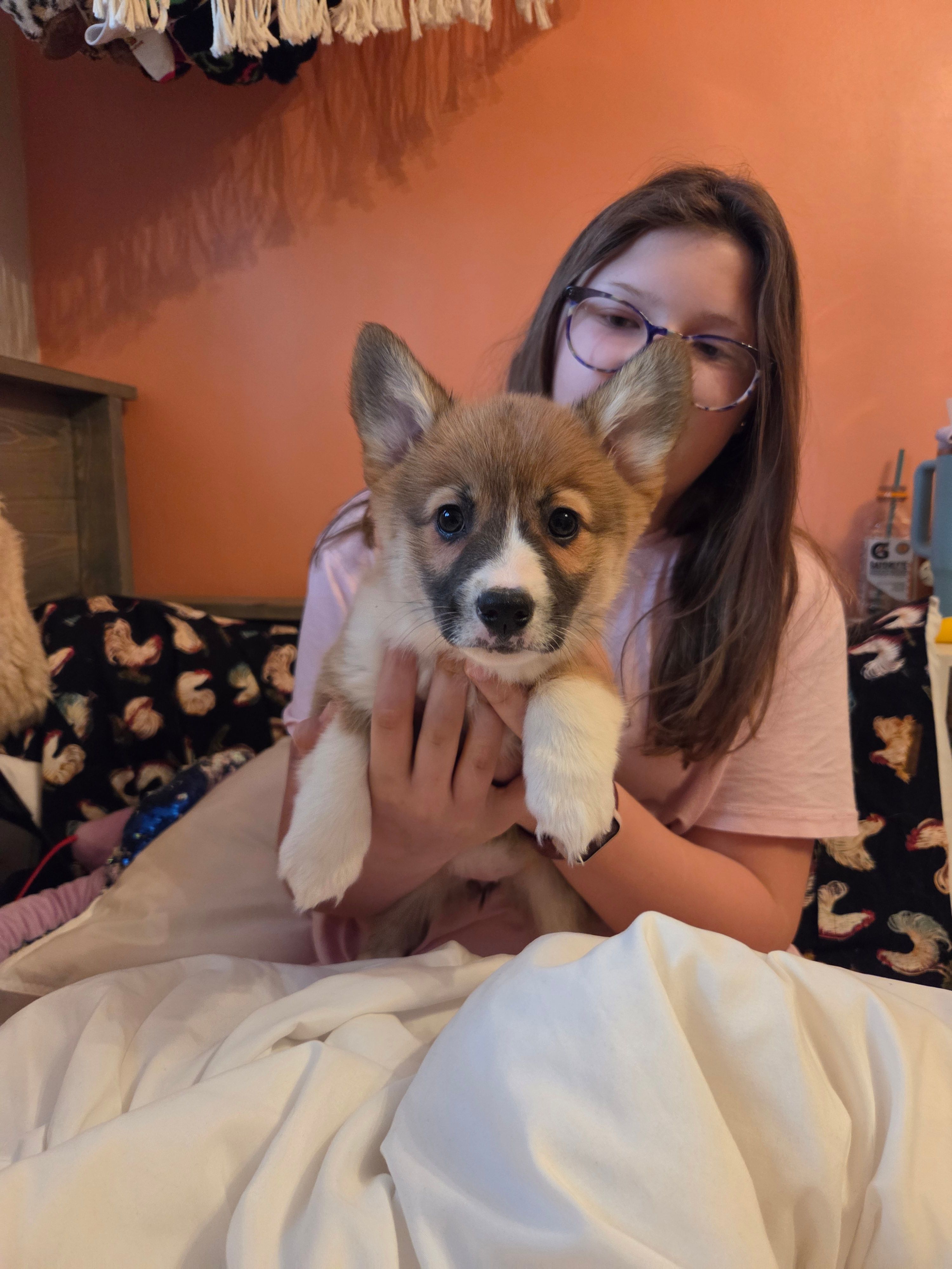 Ruby – Pembroke Welsh Corgi puppy for sale in Spring Lake, MI