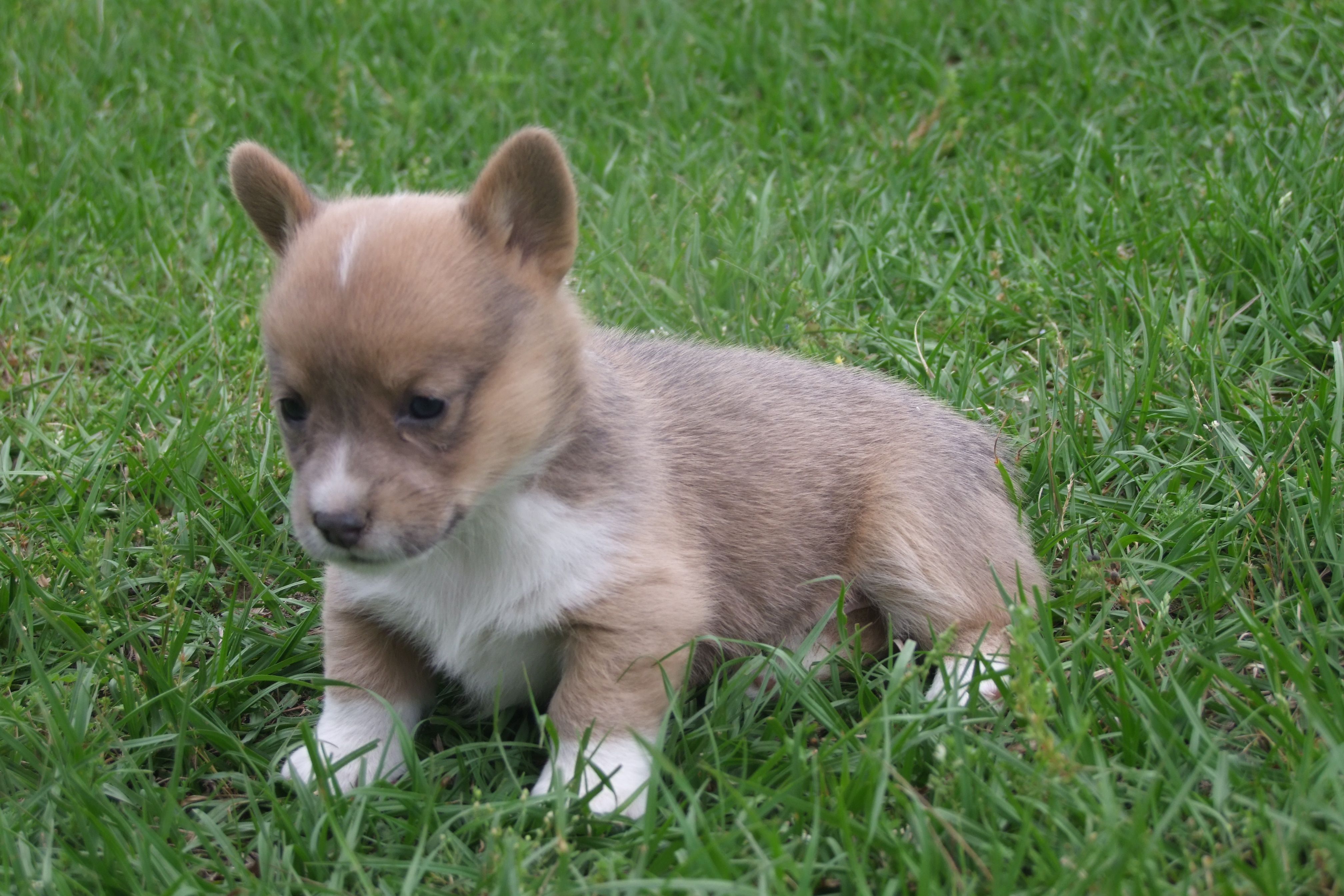 AKC - No Limitations - Female Corgi – Pembroke Welsh Corgi puppy for sale in Pittsburg, TX