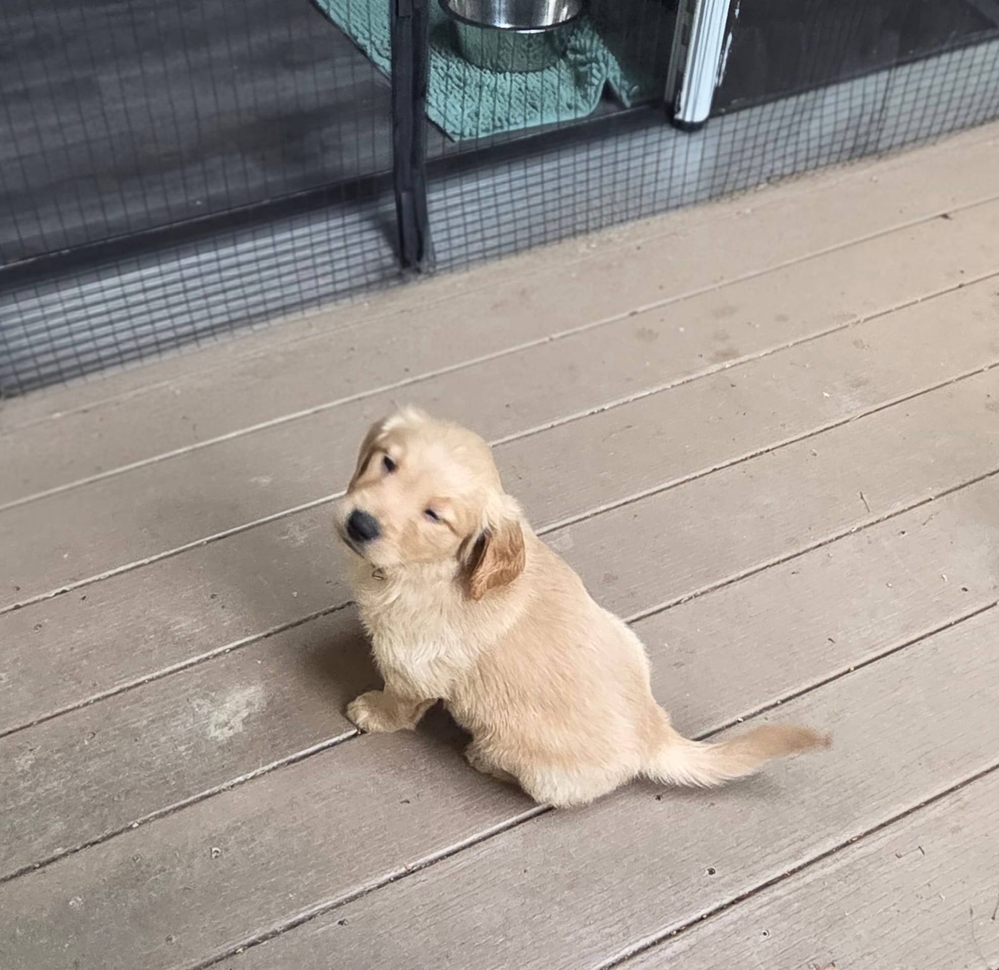 Ready Mother's Day! ☆Hazel-AKC – Golden Retriever puppy for sale in Anderson, SC