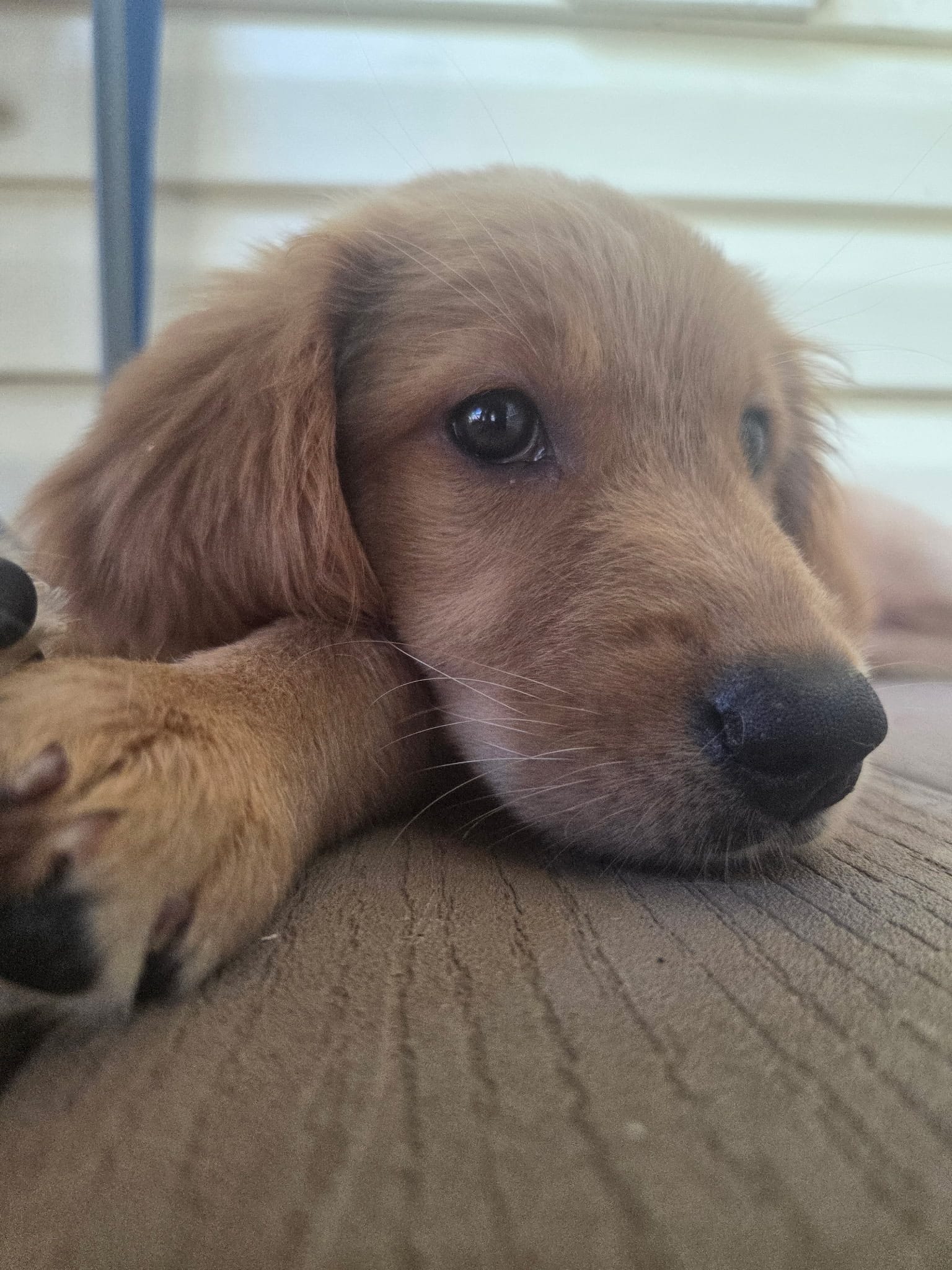 Ready Today! ☆Clover-AKC – Golden Retriever puppy for sale in Anderson, SC