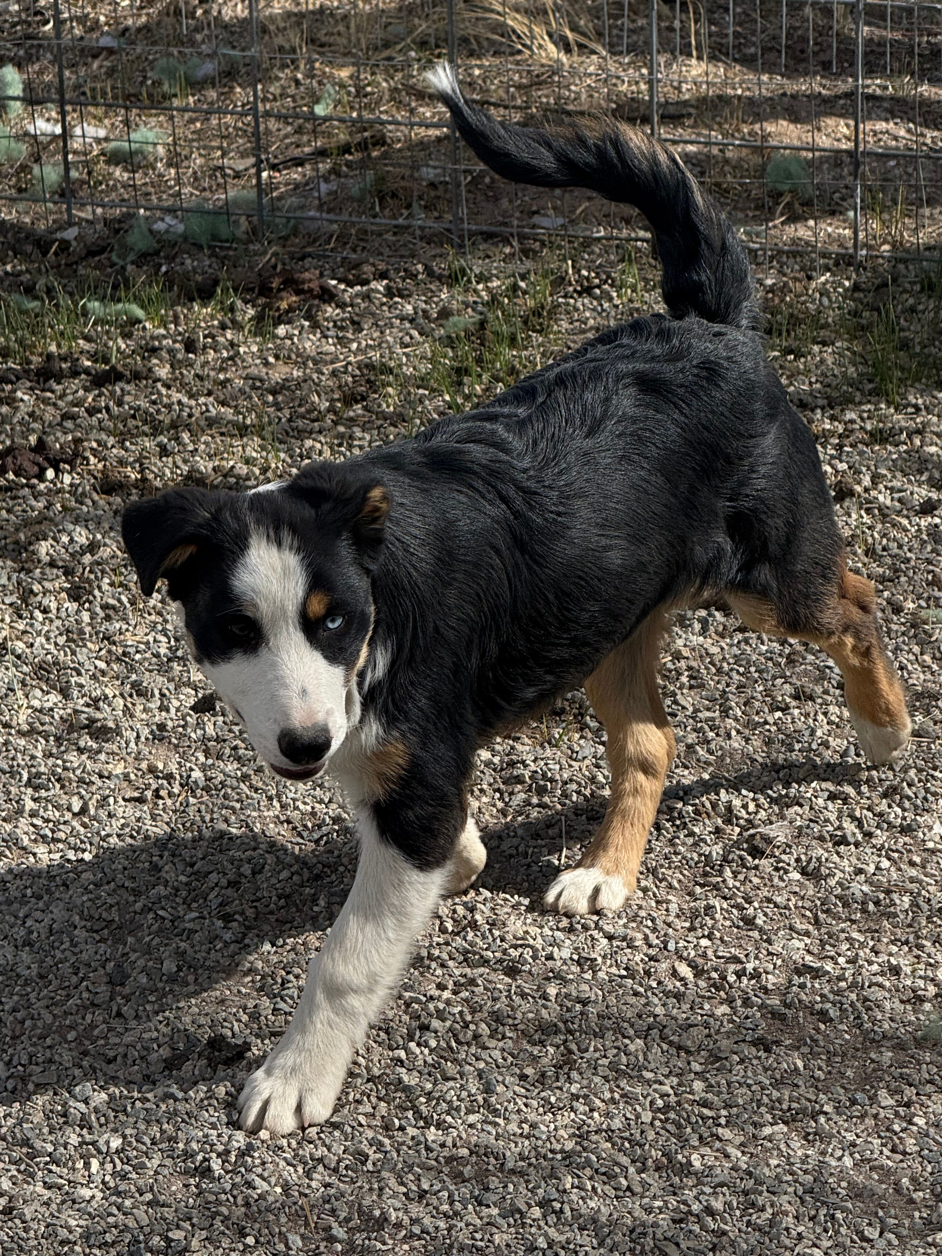 Hunter  – Pembroke Welsh Corgi, Miniature Australian Shepherd puppy for sale in Alamosa, CO