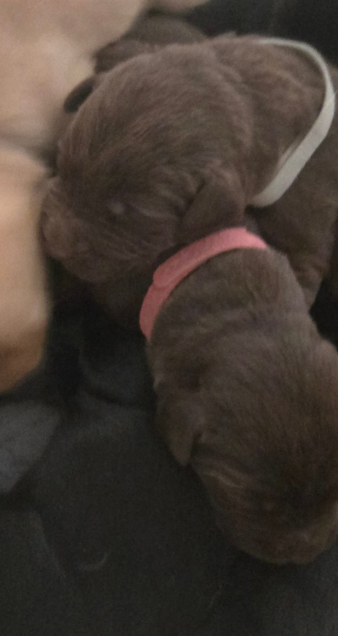 Chocolate male  – Labrador Retriever puppy for sale in Petersburg, IL