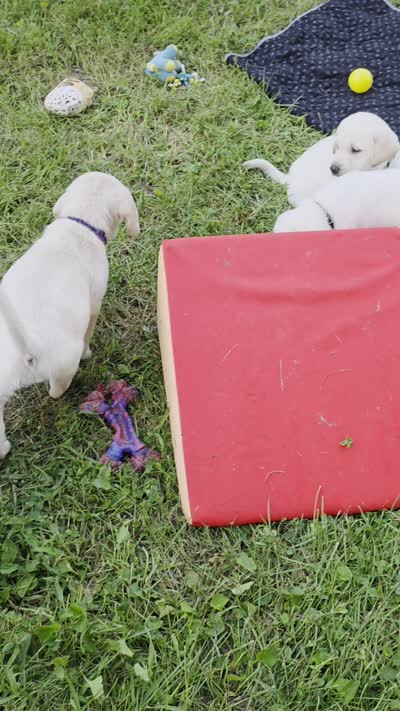 Akc green collar male, a male Labrador Retriever for sale in Pleasant Hill, IL – 2 of 5
