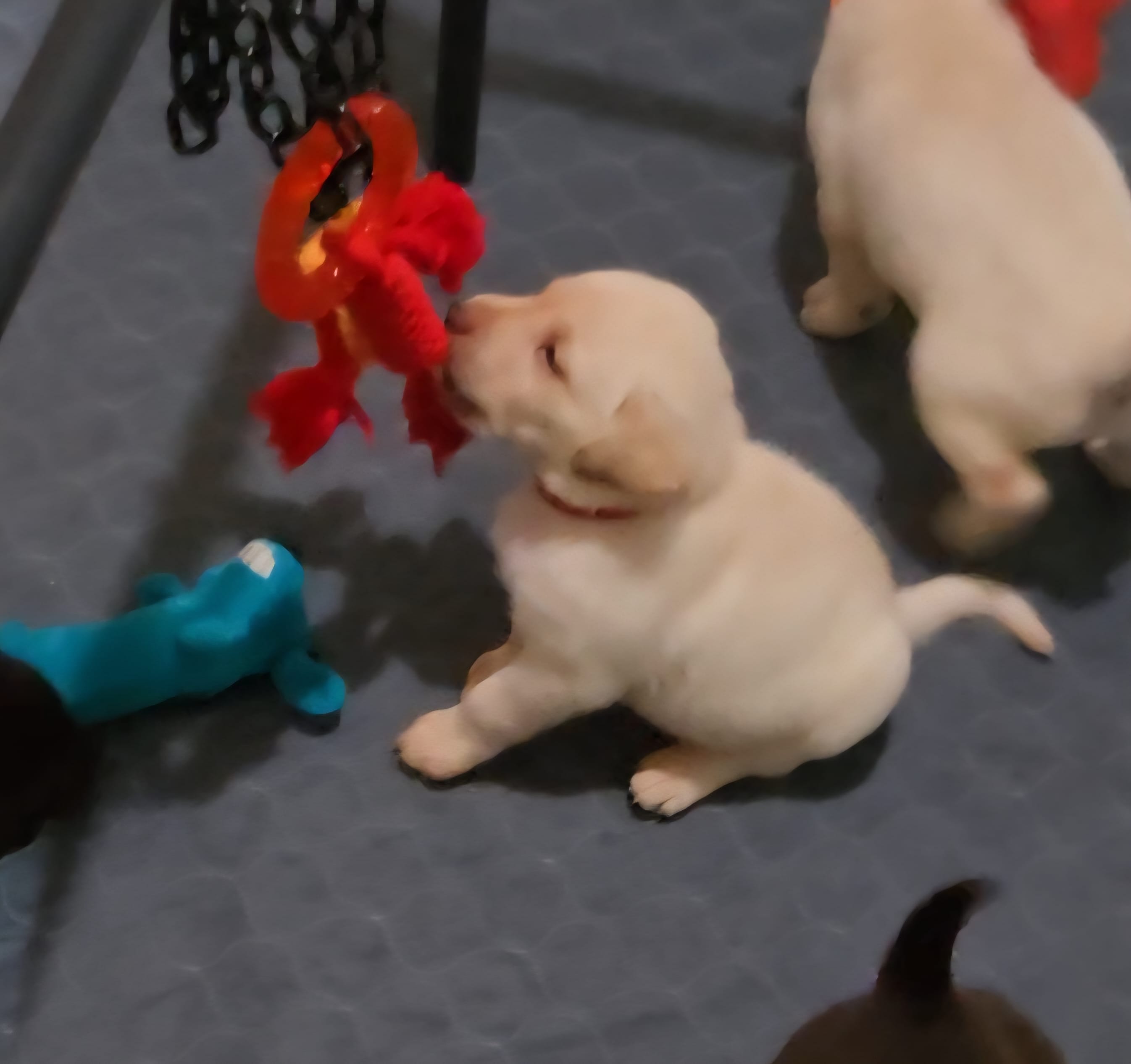 AKC Yellow male lab – Labrador Retriever puppy for sale in Petersburg, IL