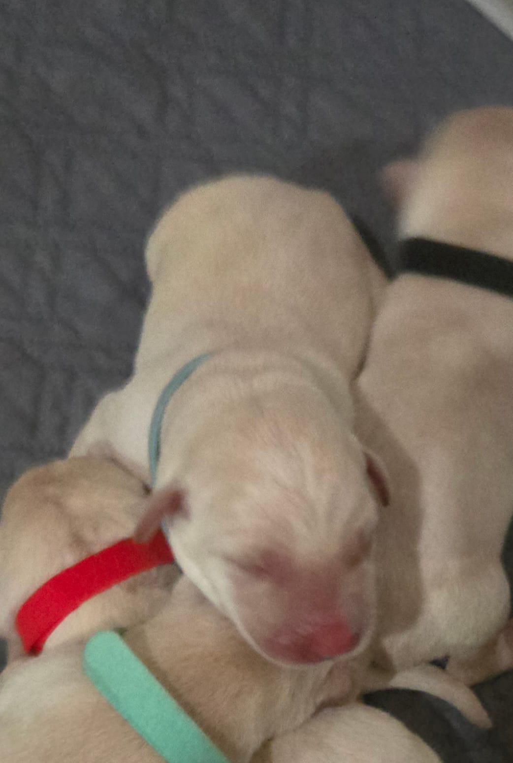 Yellow male – Labrador Retriever puppy for sale in Petersburg, IL