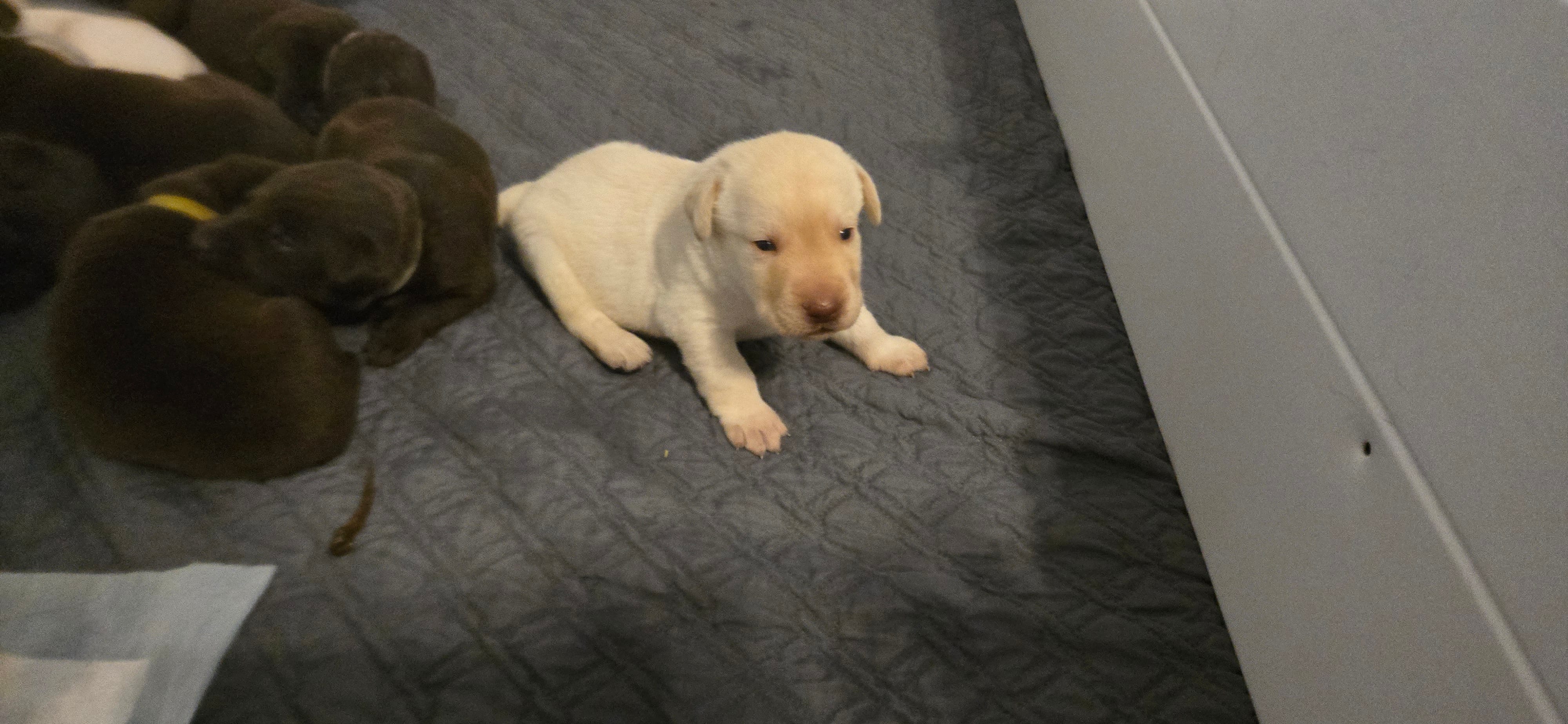 Yellow male lab – Labrador Retriever puppy for sale in Petersburg, IL