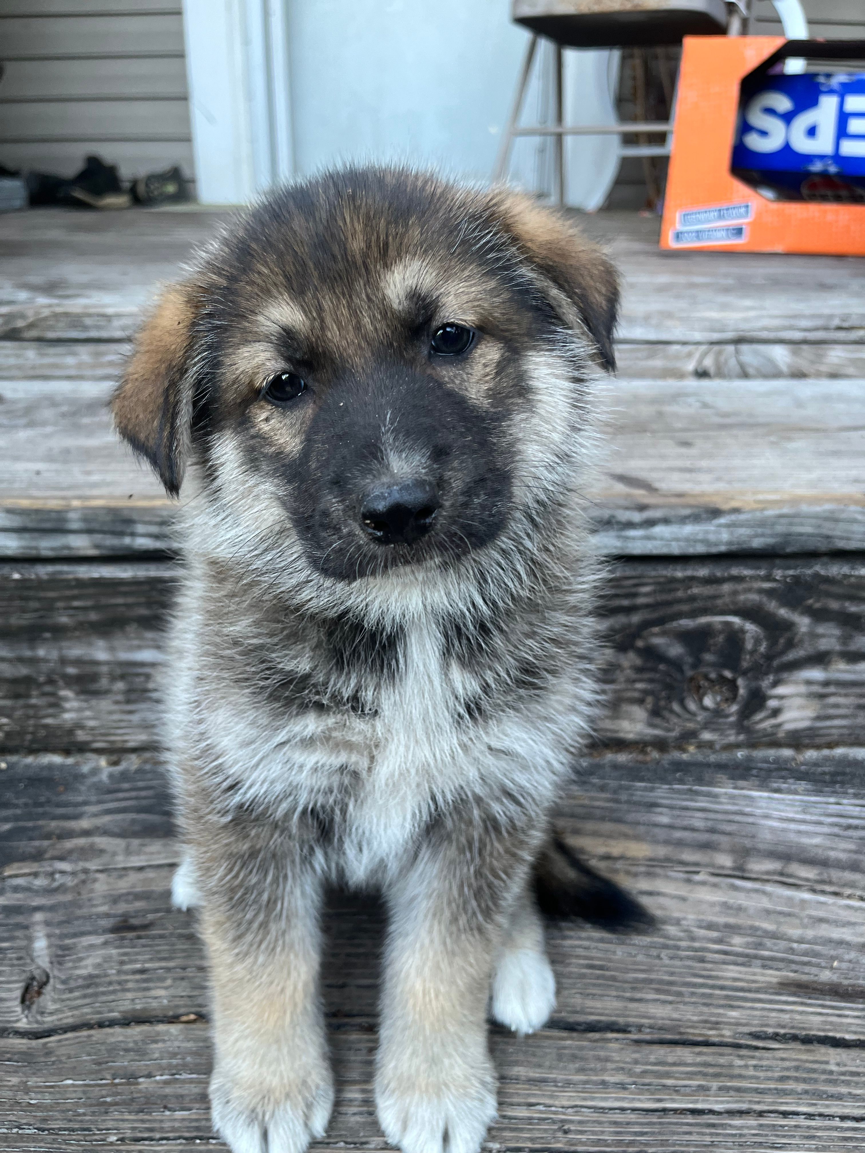 Kim – German Shepherd Dog, Siberian Husky puppy for sale in Live Oak, FL
