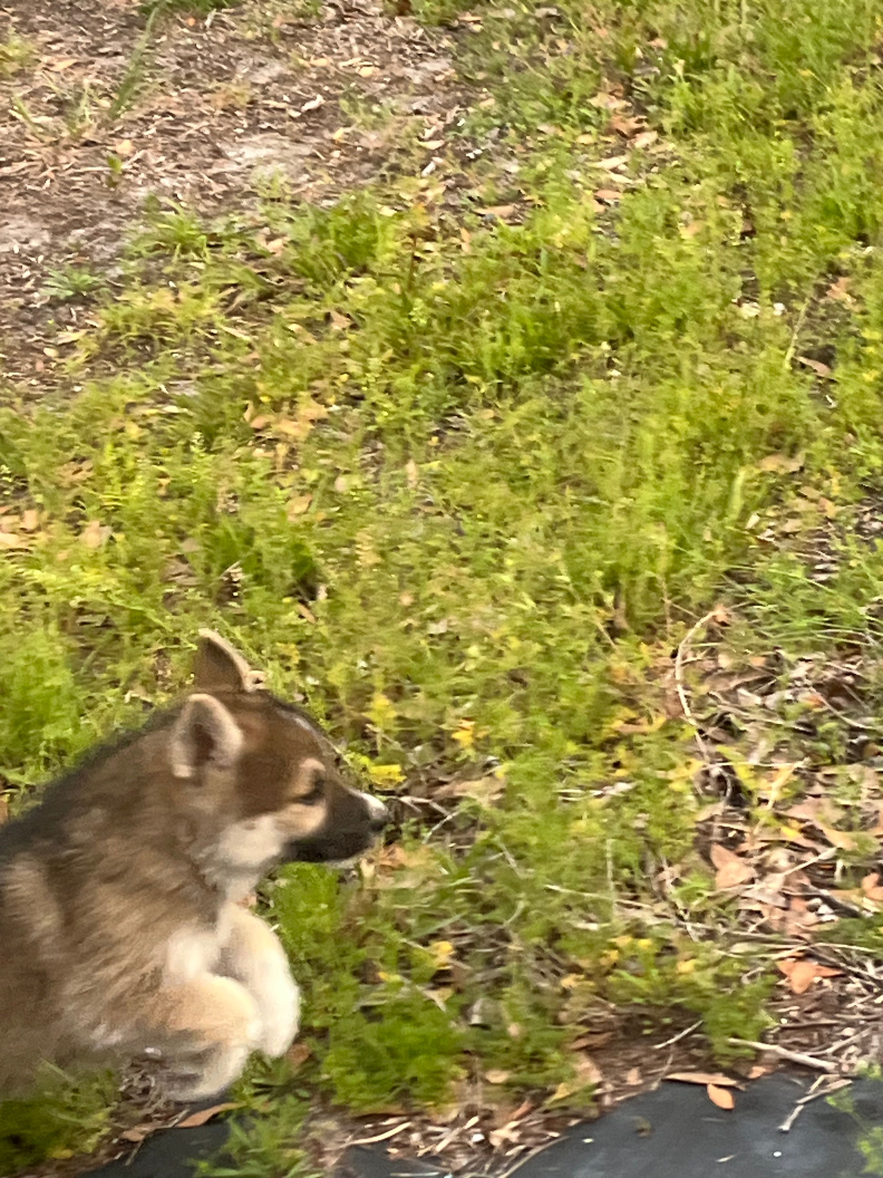 Scottie  – German Shepherd Dog, Siberian Husky puppy for sale in Live Oak, FL