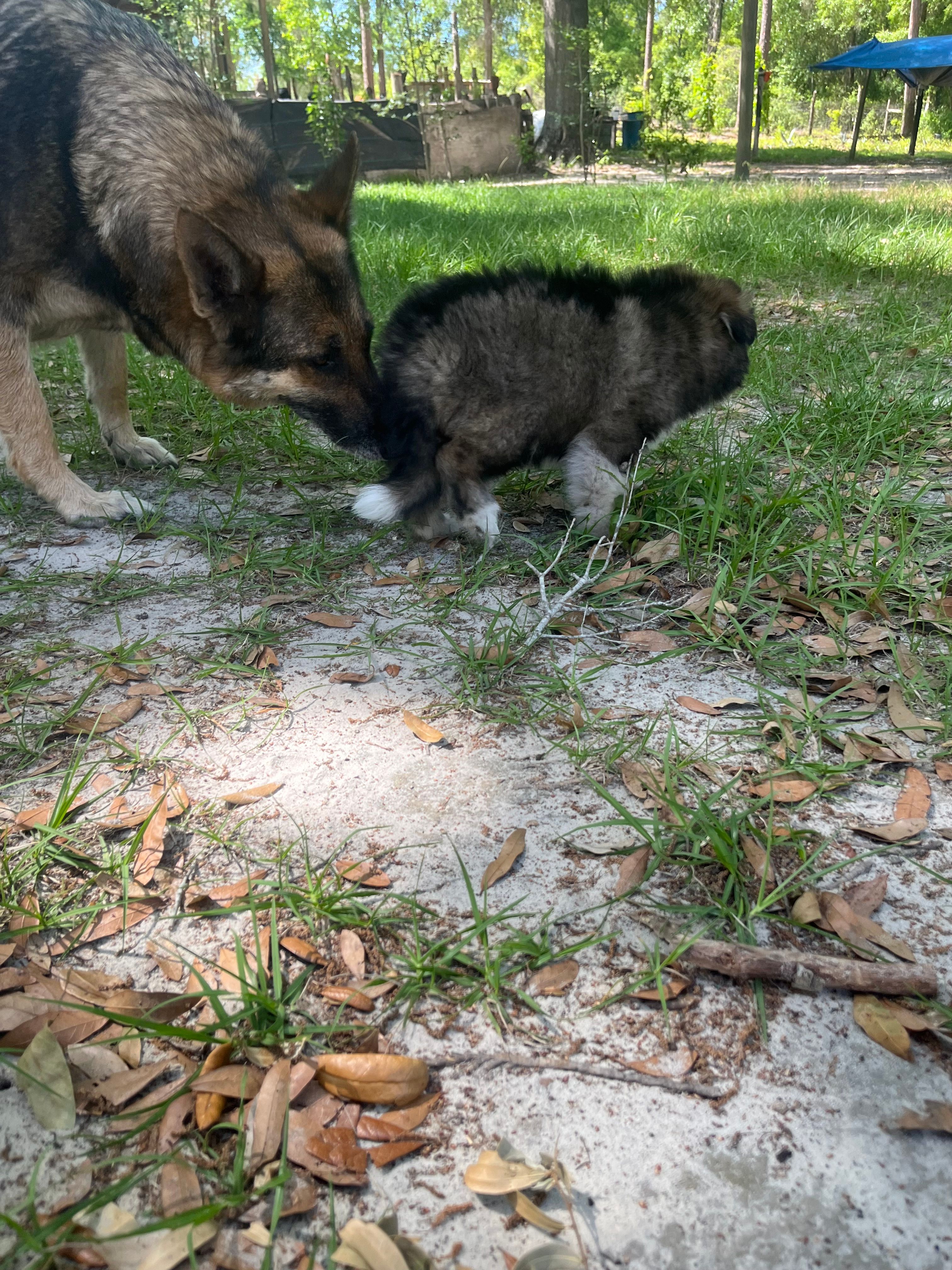 blake  – German Shepherd Dog, Siberian Husky puppy for sale in Live Oak, FL