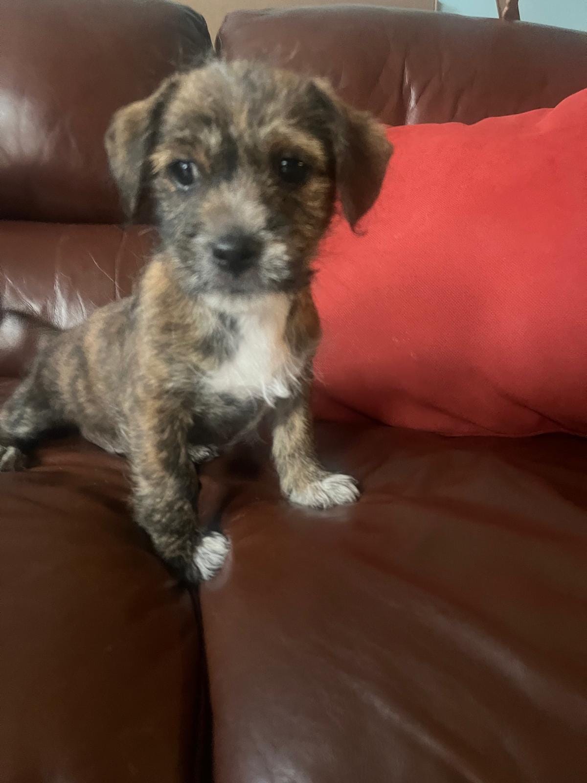 Shihtzu mix – Jack Russell Terrier, Shih Tzu puppy for sale in Sanford, FL