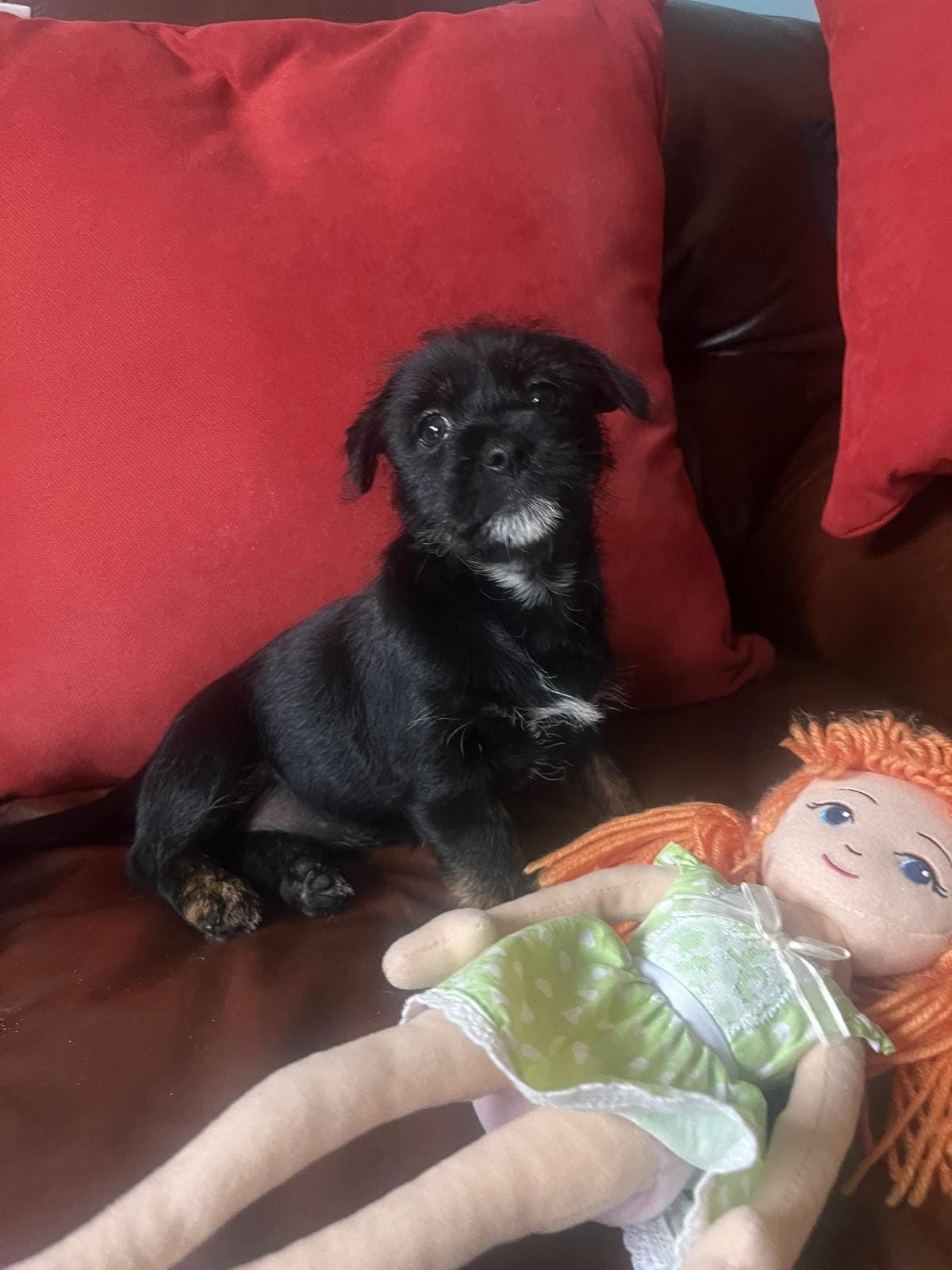Shihtzu mix – Jack Russell Terrier, Shih Tzu puppy for sale in Sanford, FL