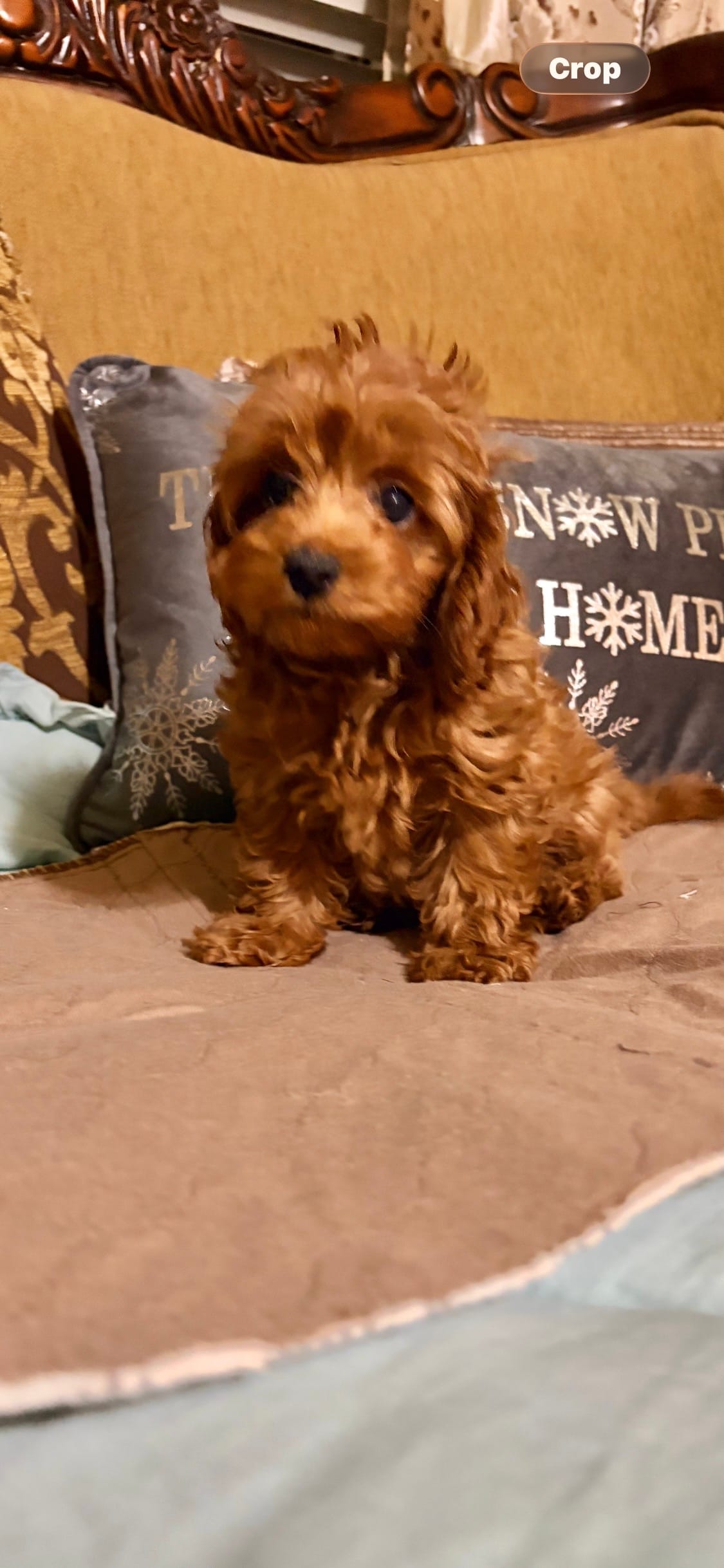 Benji – Goldendoodle puppy for sale in Sevierville, TN