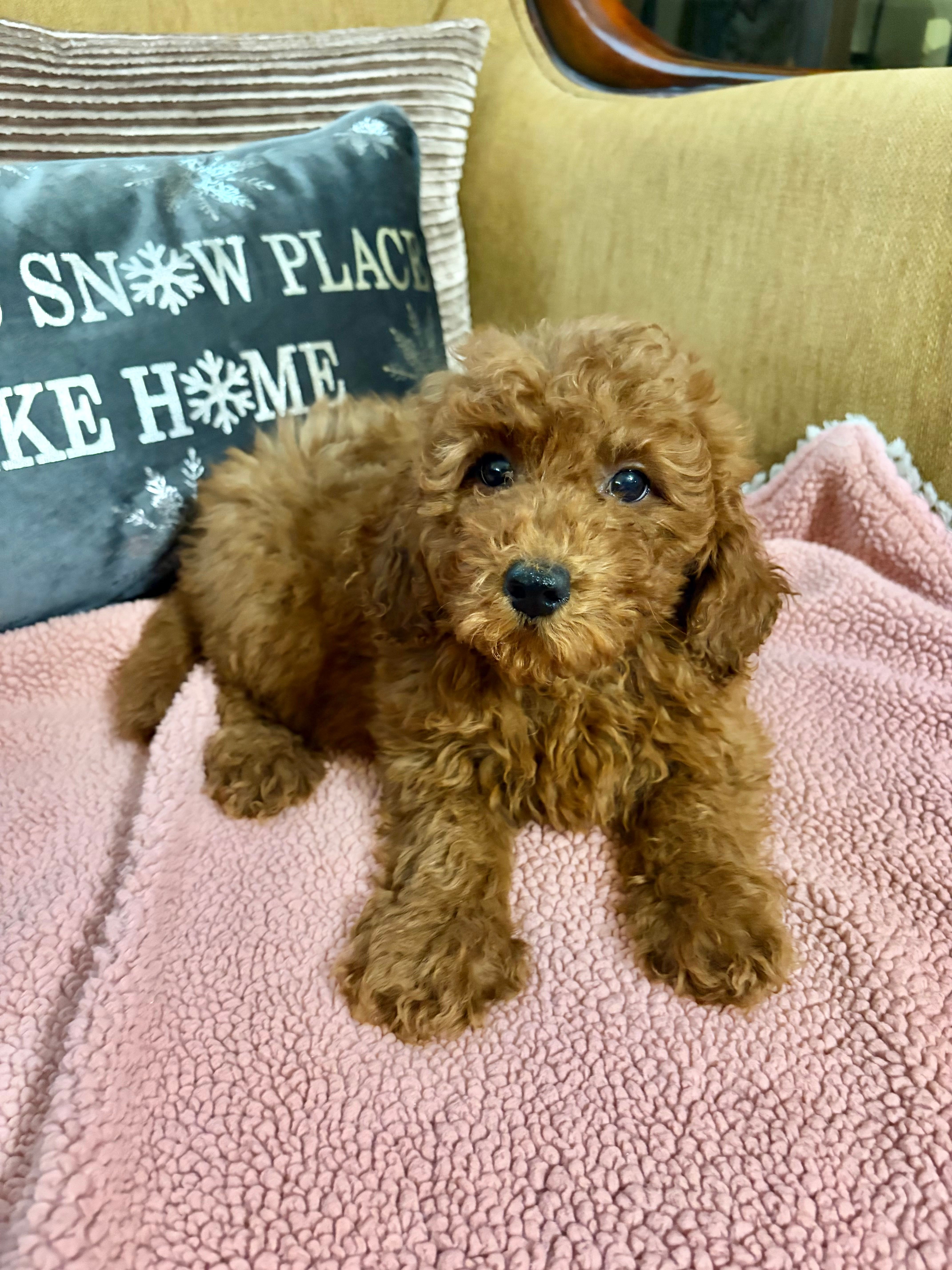 Kenzie – Goldendoodle puppy for sale in Sevierville, TN