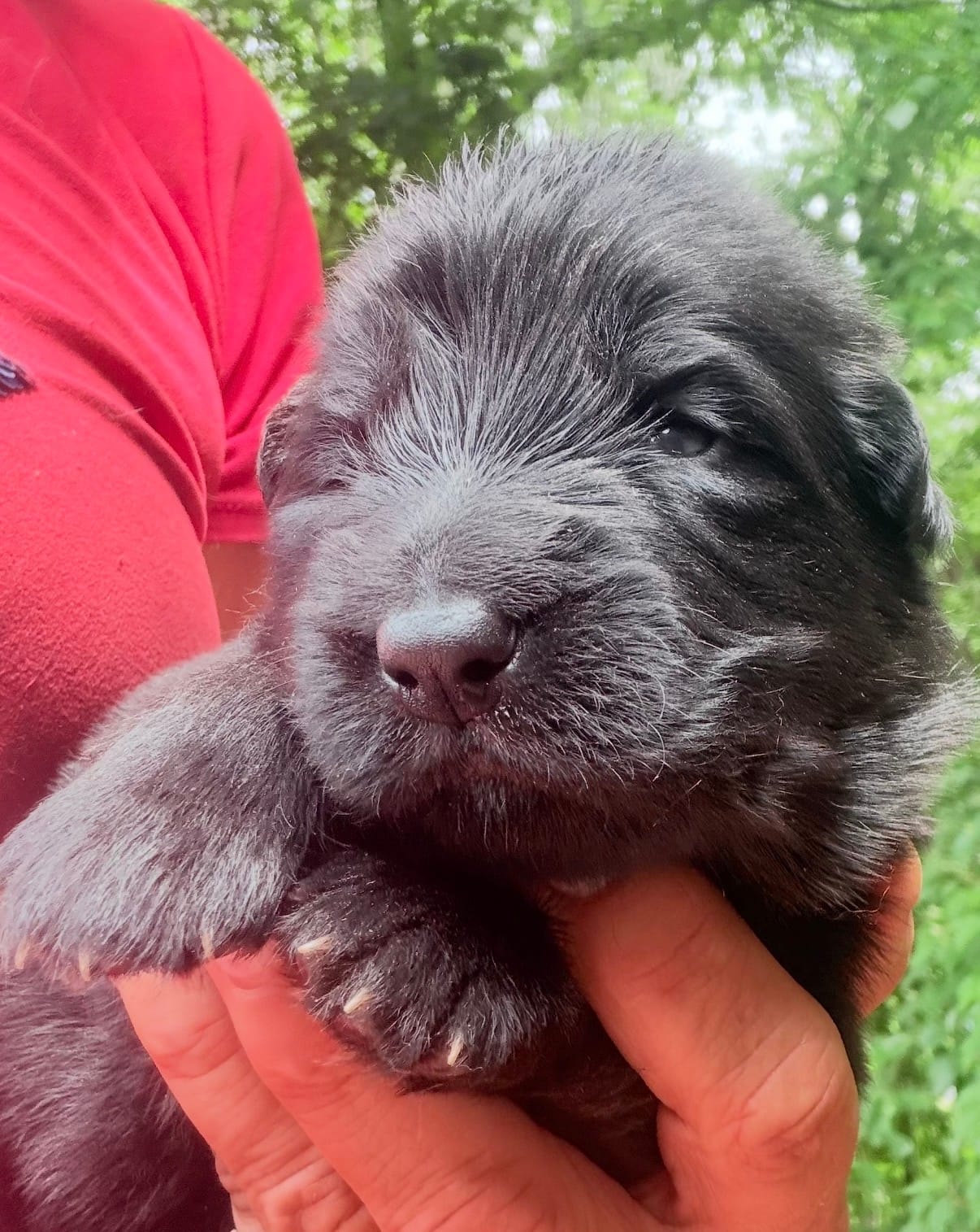 red – German Shepherd Dog puppy for sale in Cleveland, TN