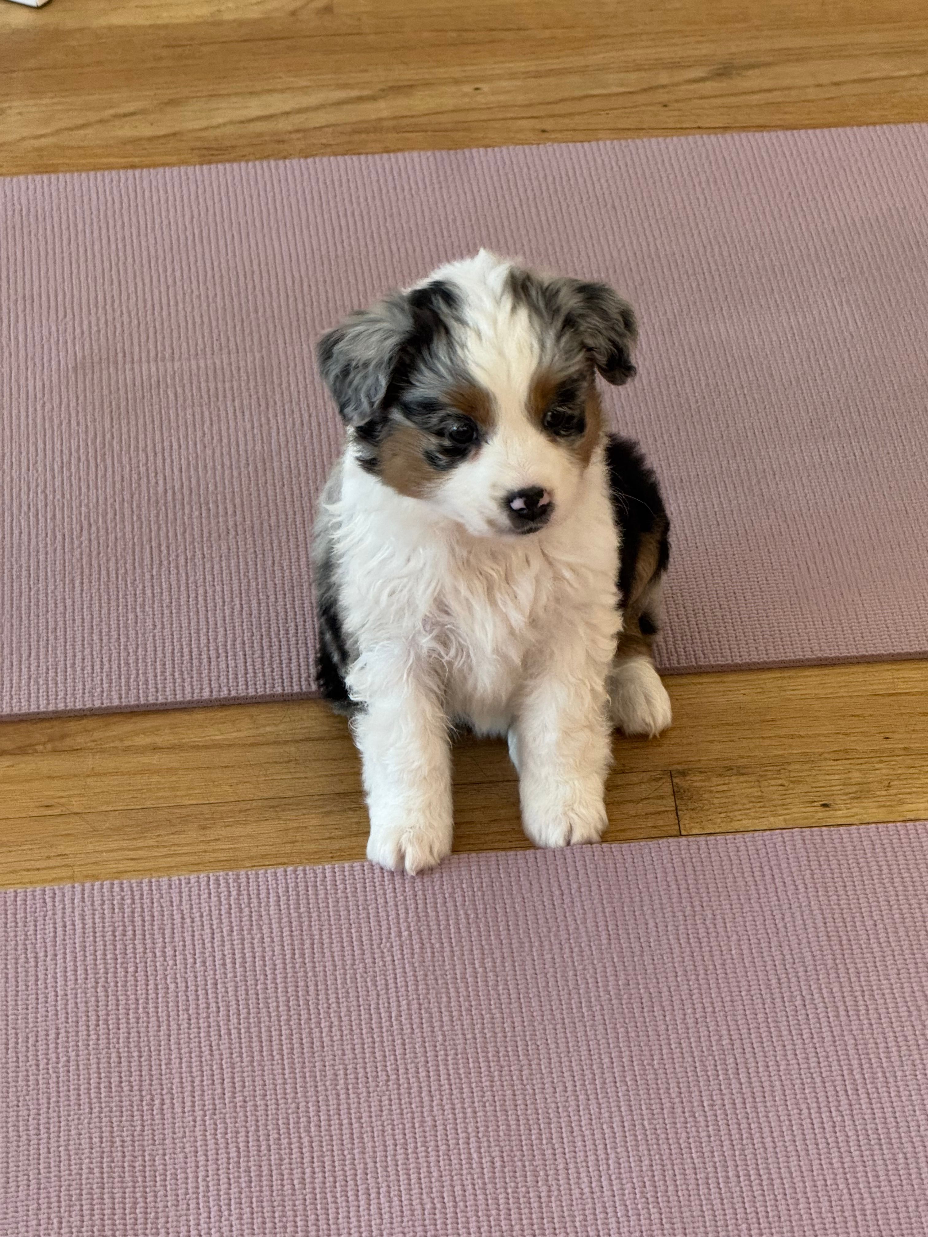 Blue Merle girl  – Australian Shepherd puppy for sale in Raleigh, NC