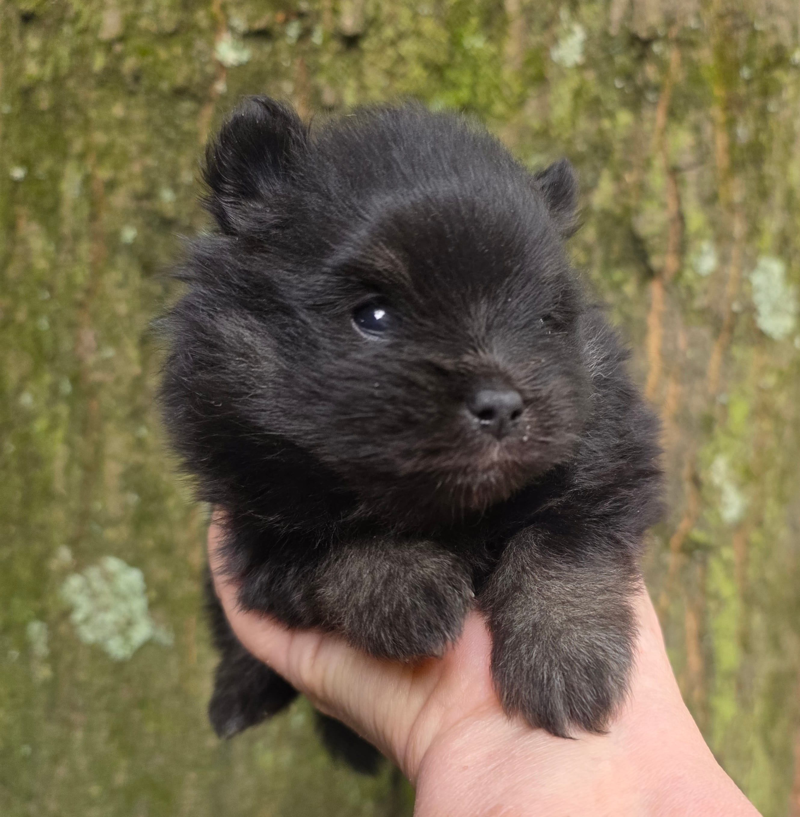 Indigo pup 2 – Pomeranian puppy for sale in Carrollton, GA