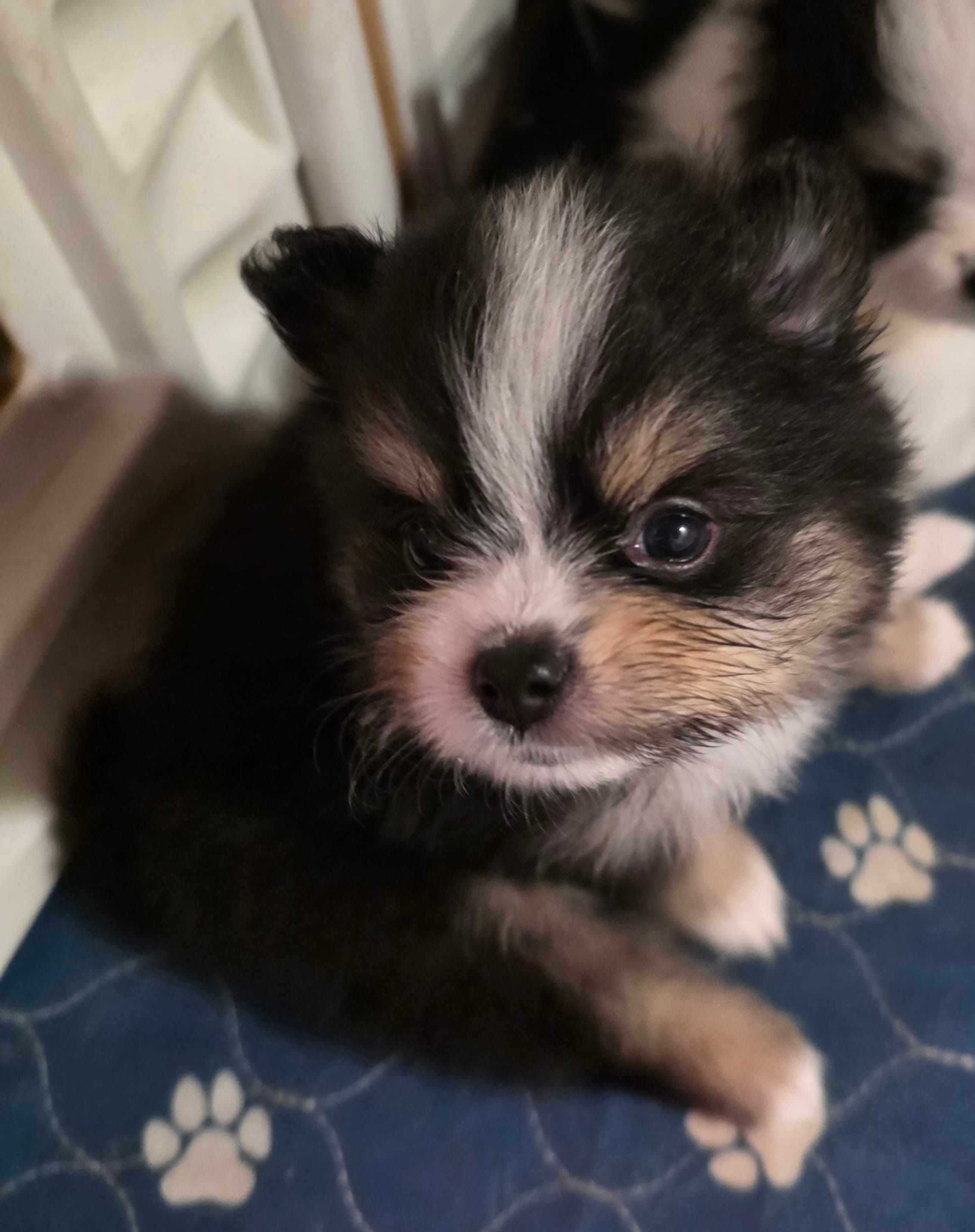 Riviera pup 3 – Pomeranian puppy for sale in Carrollton, GA