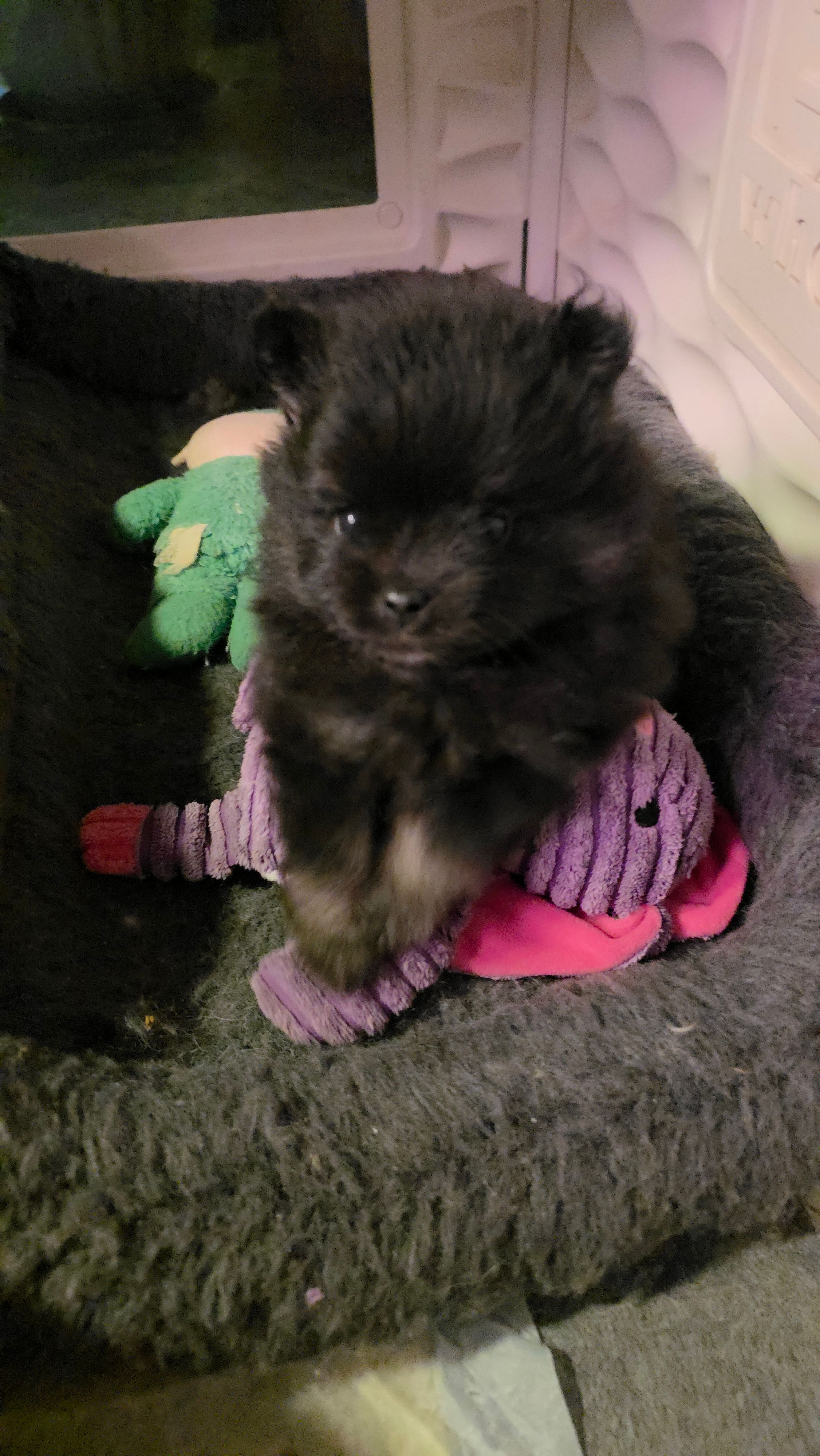 Indigo pup 2 – Pomeranian puppy for sale in Carrollton, GA