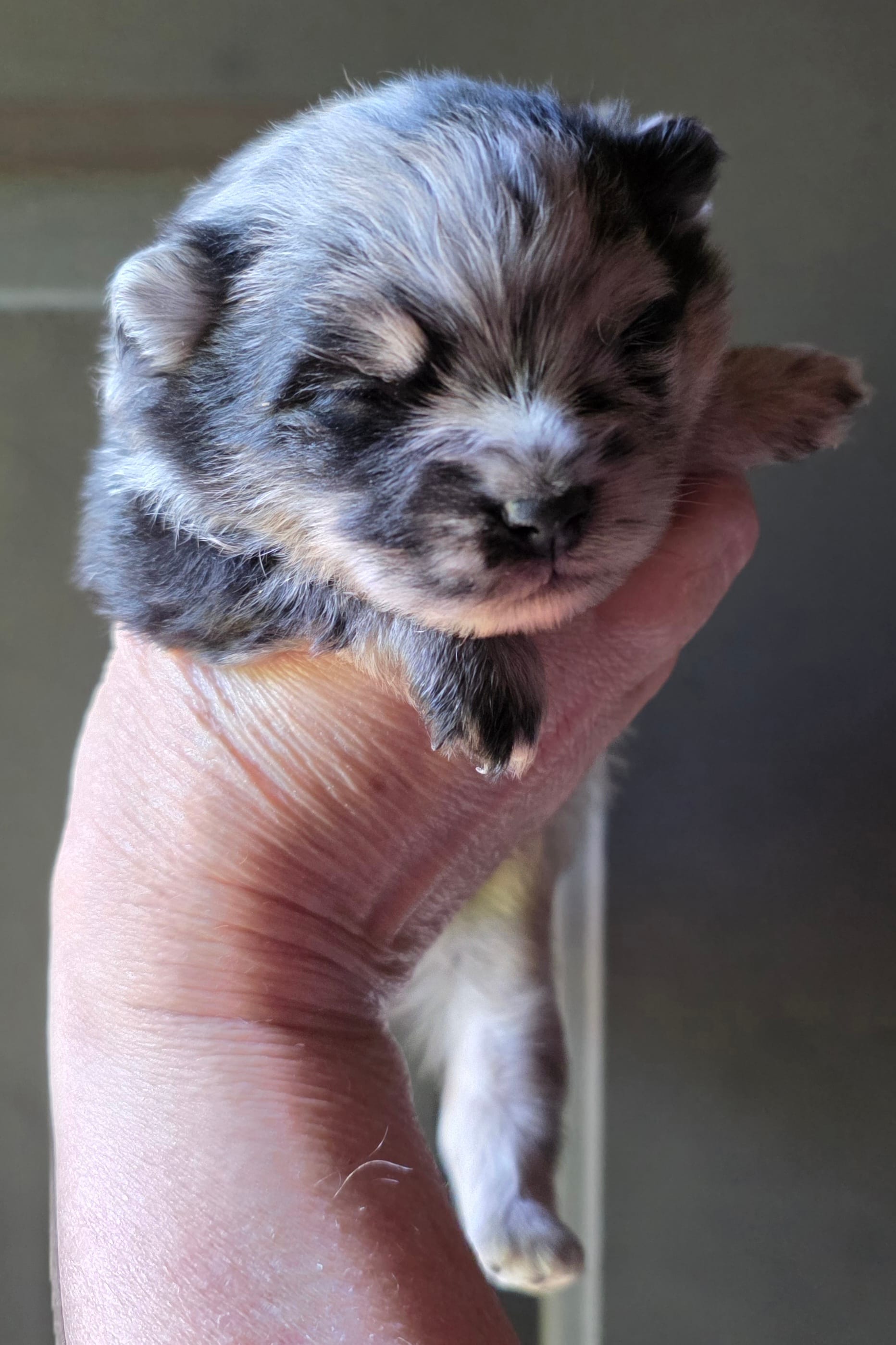 Indigo pup 3 – Pomeranian puppy for sale in Carrollton, GA