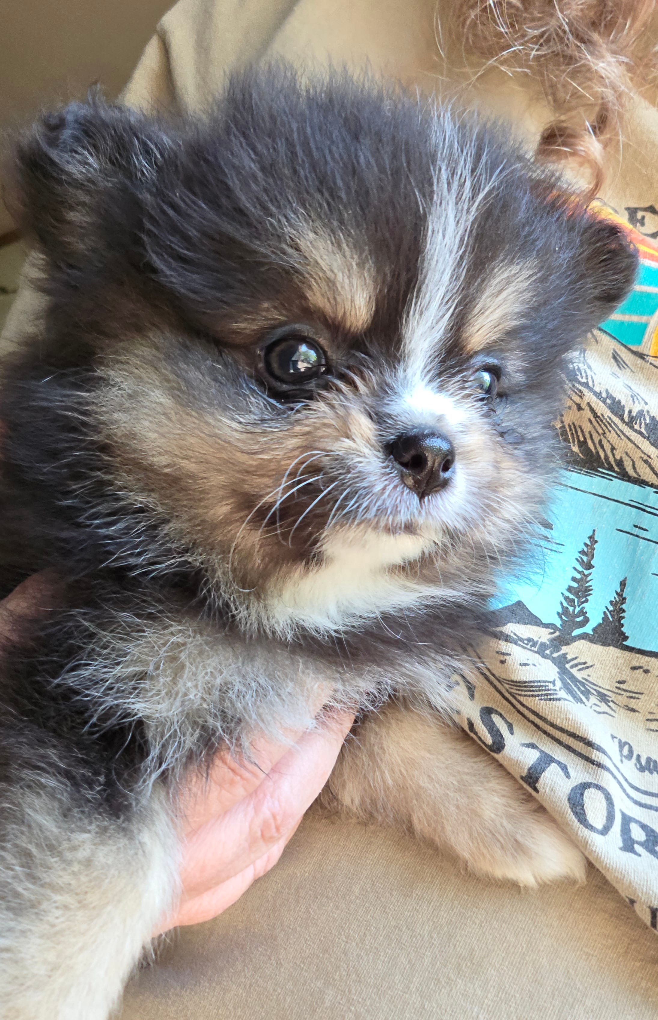 Riviera pup 4 – Pomeranian puppy for sale in Carrollton, GA