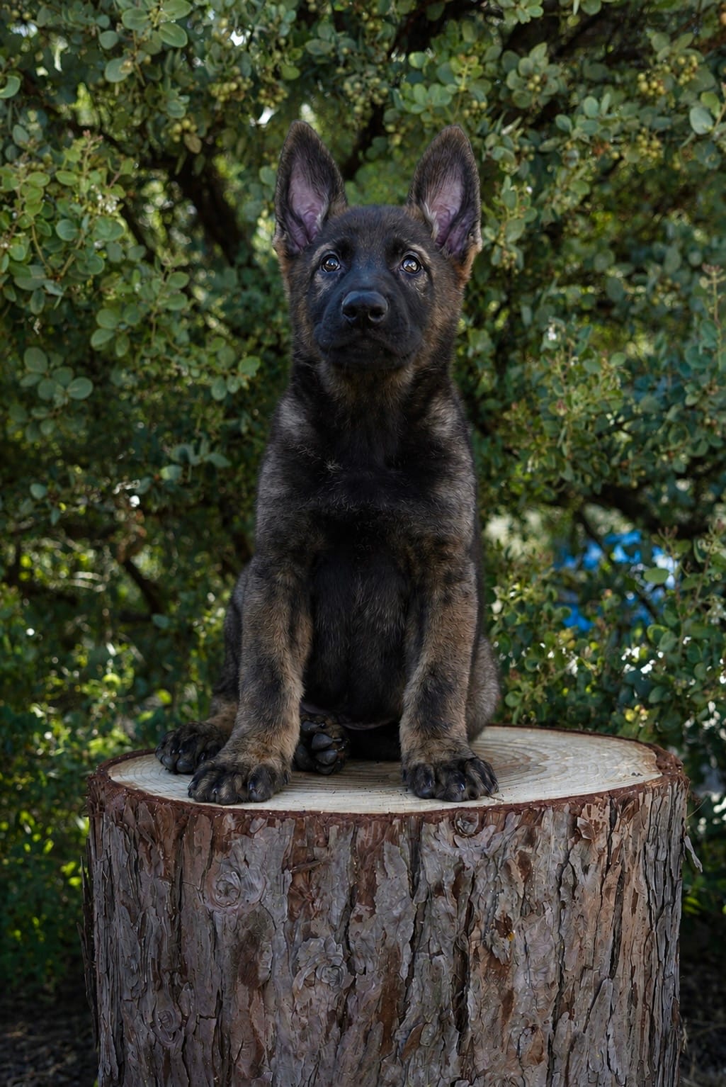 Wilder – German Shepherd Dog puppy for sale in Coarsegold, CA
