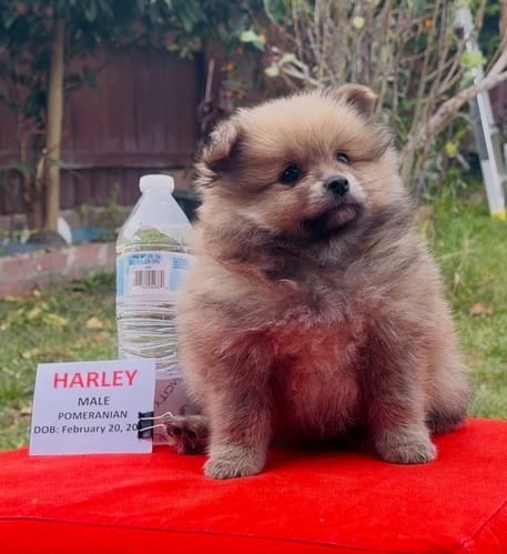 Harley - READ DESCRIPTION – Pomeranian puppy for sale in San Bernardino, CA