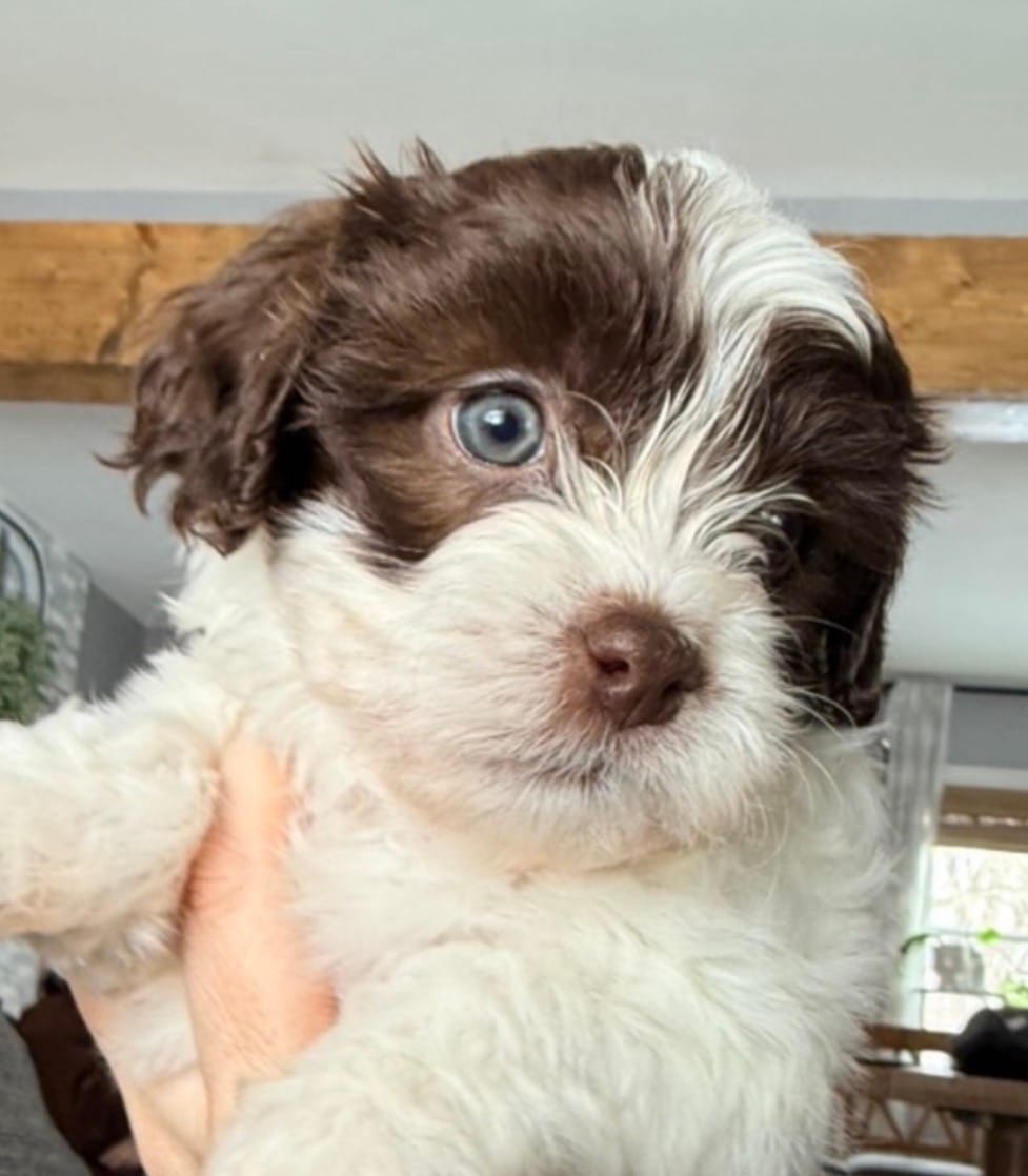 Male Shichonpoo – Shihpoo, Shichon puppy for sale in Lynchburg, VA