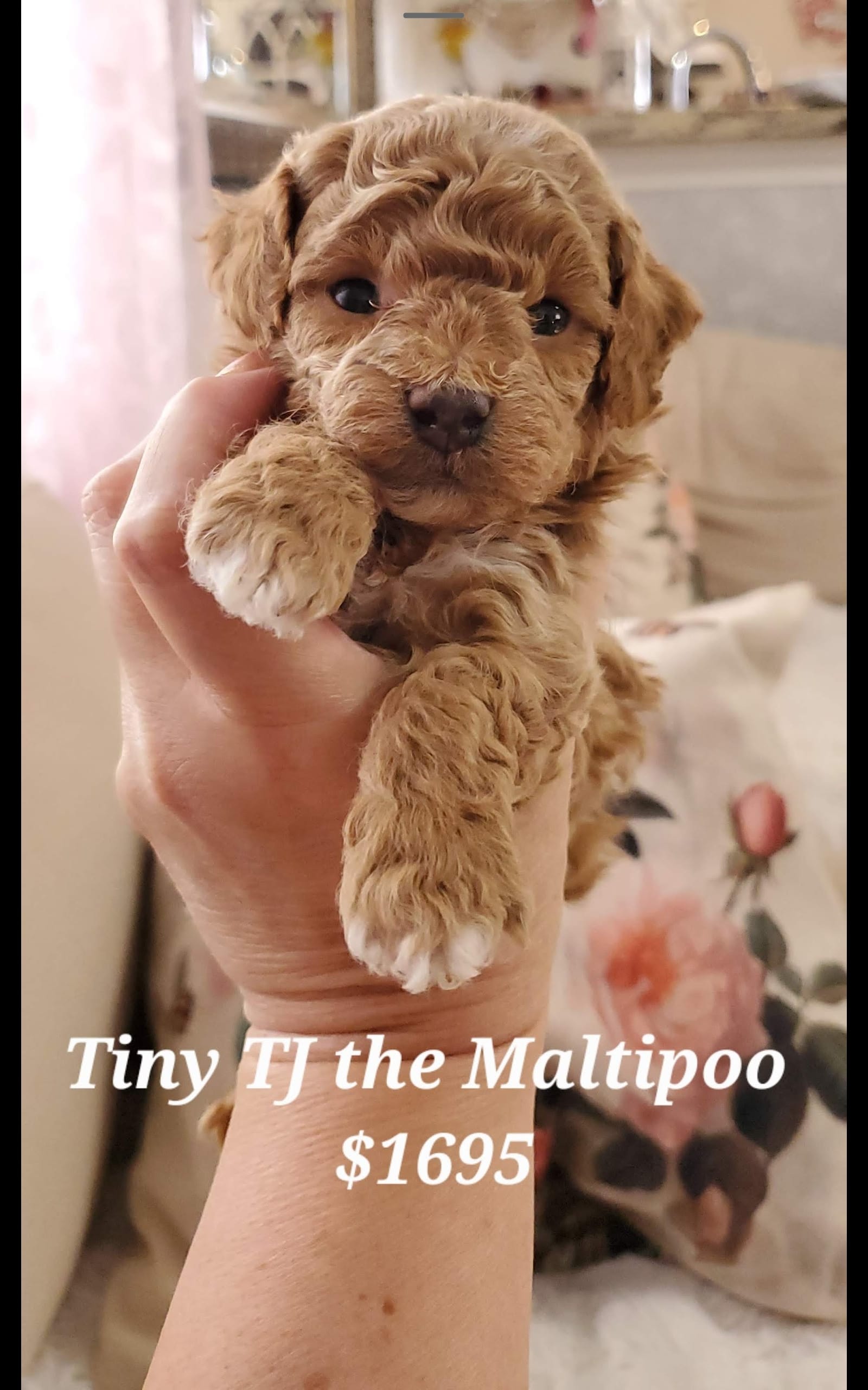 Teddy Bear  – Maltipoo puppy for sale in Peoria, AZ
