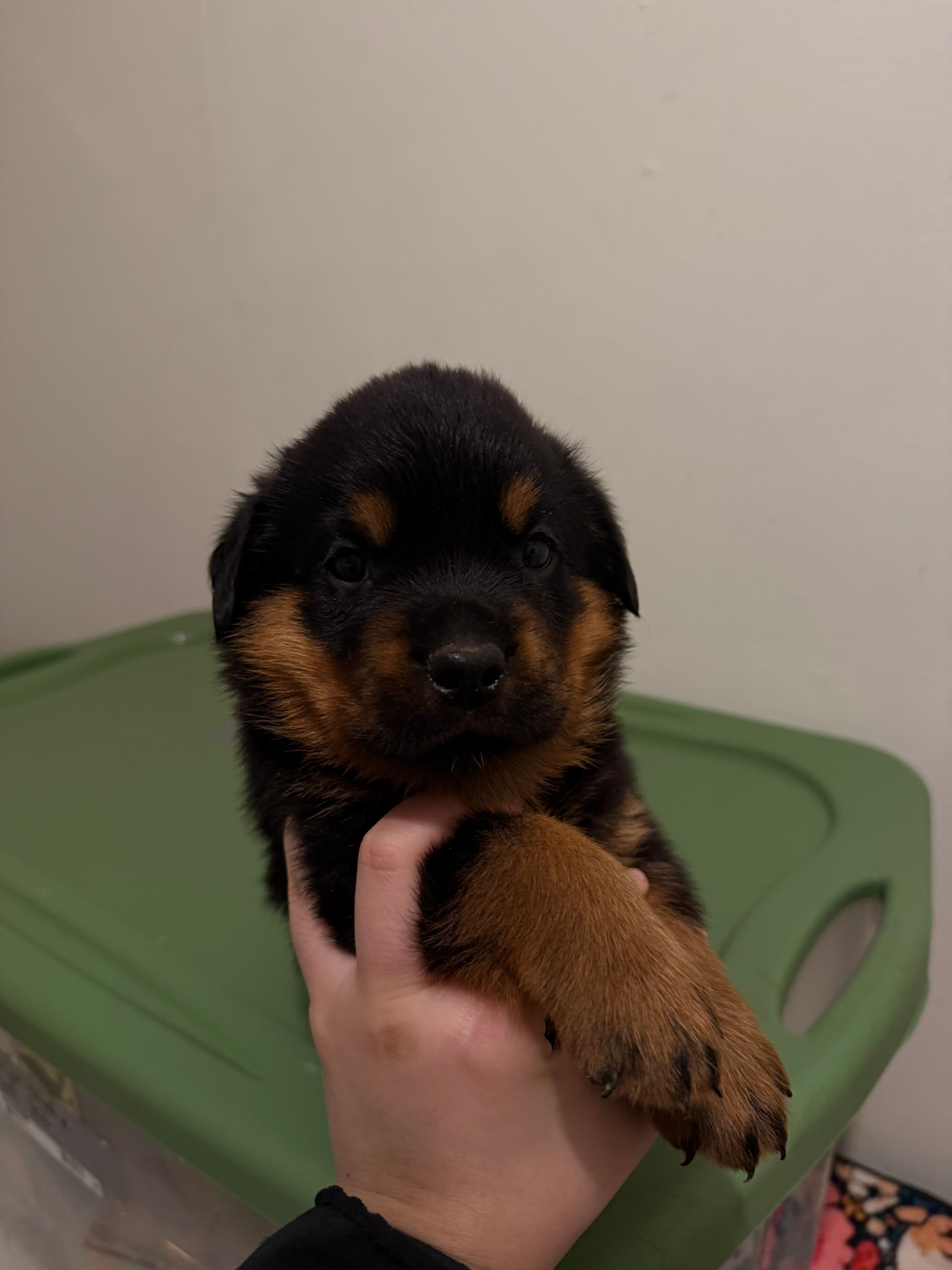 Blue – Rottweiler puppy for sale in Lansing, MI