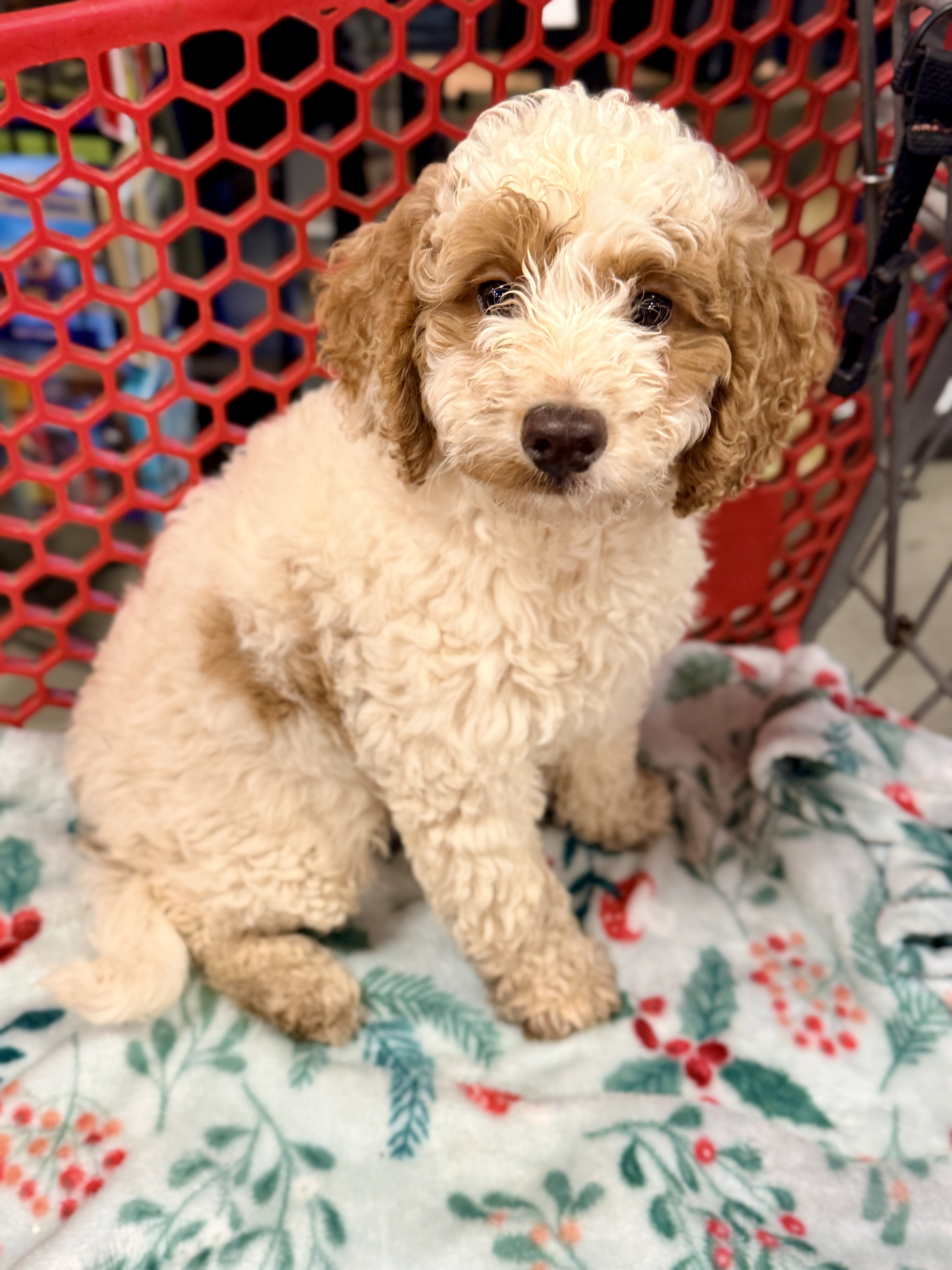 Alfalfa – Cavapoo, Miniature Goldendoodle puppy for sale in Madison, GA