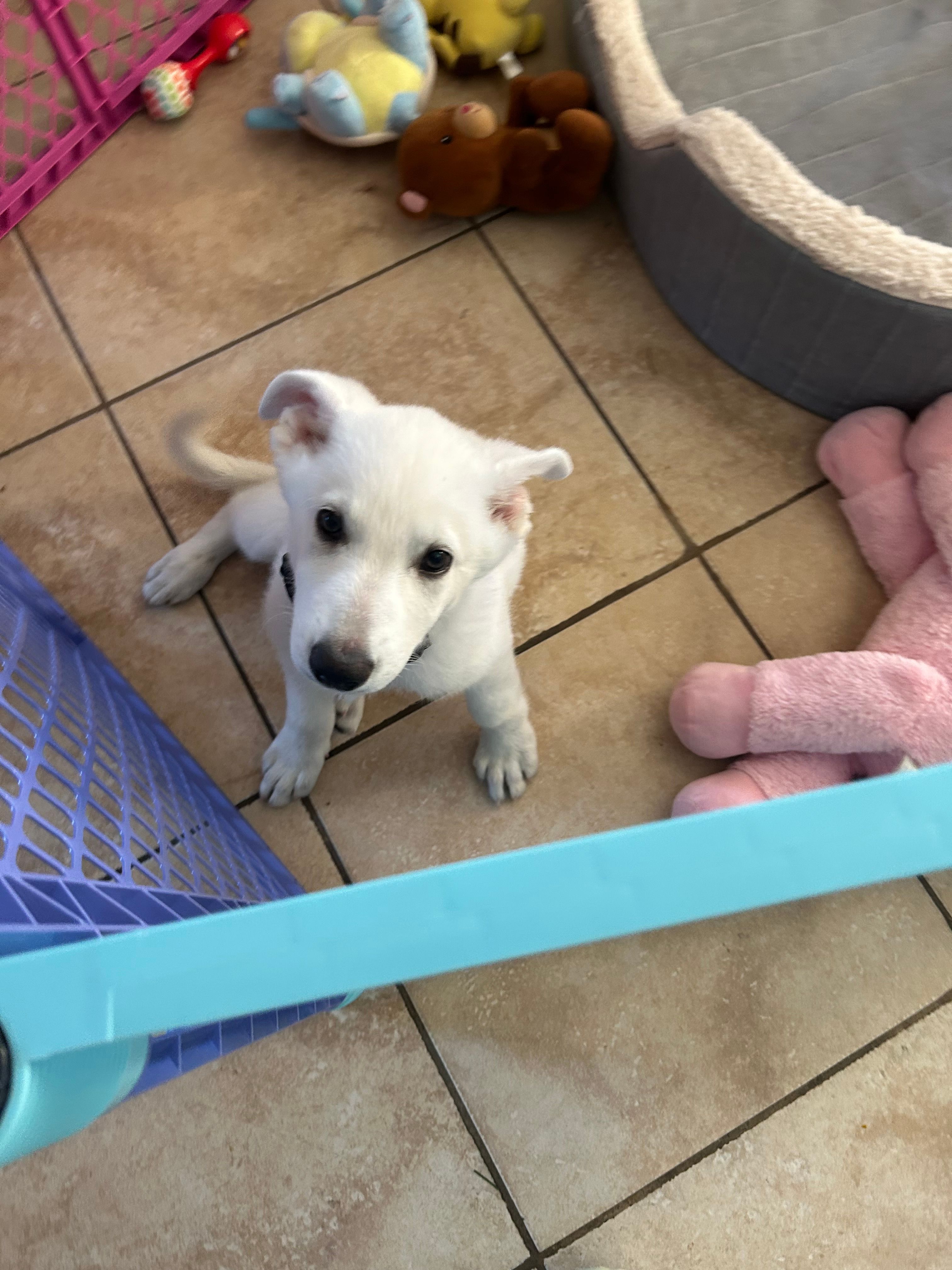 Blizzard – German Shepherd Dog puppy for sale in Pearland, TX