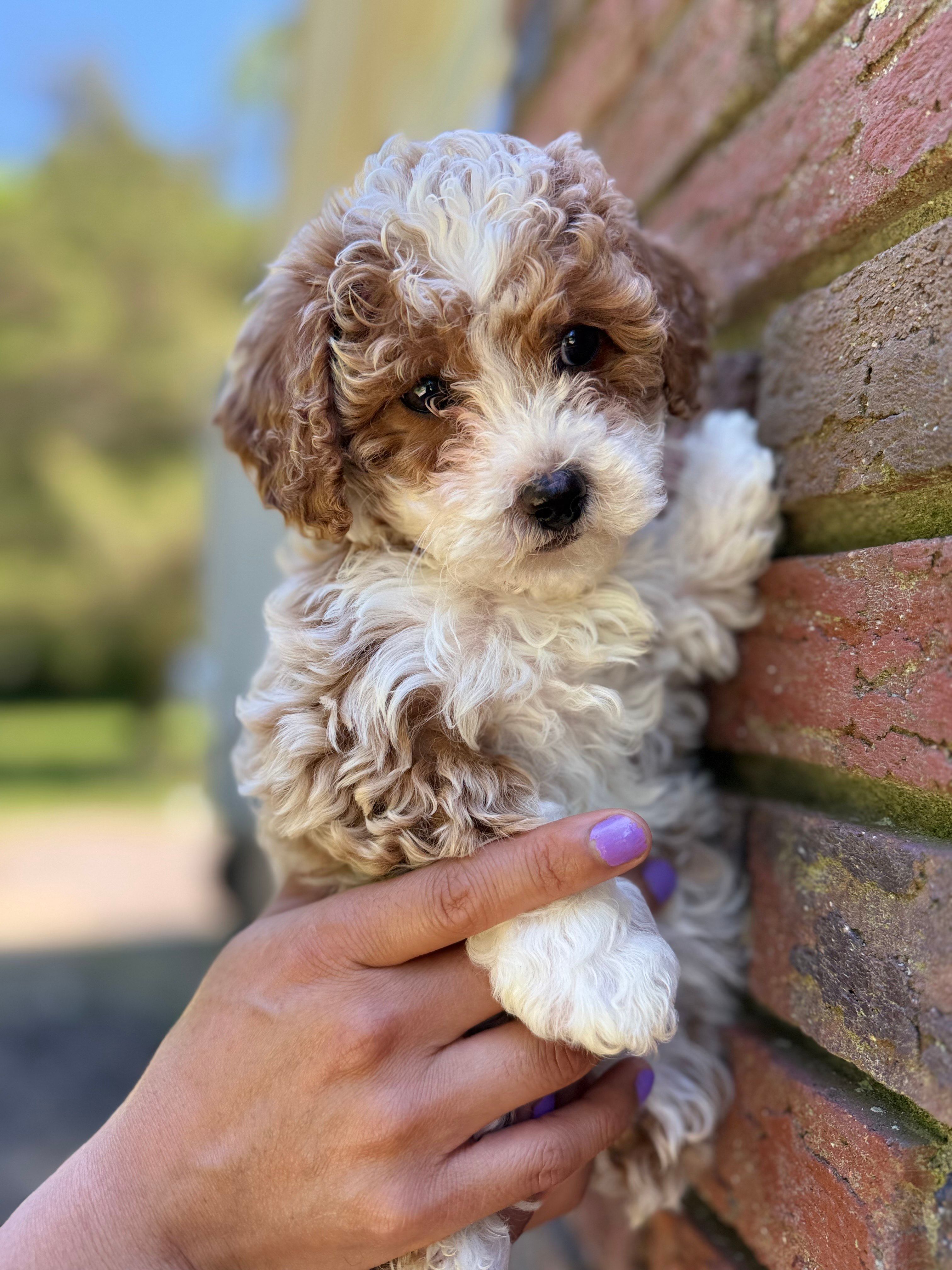 Azul – Poodle - Miniature  puppy for sale in Sewell, NJ