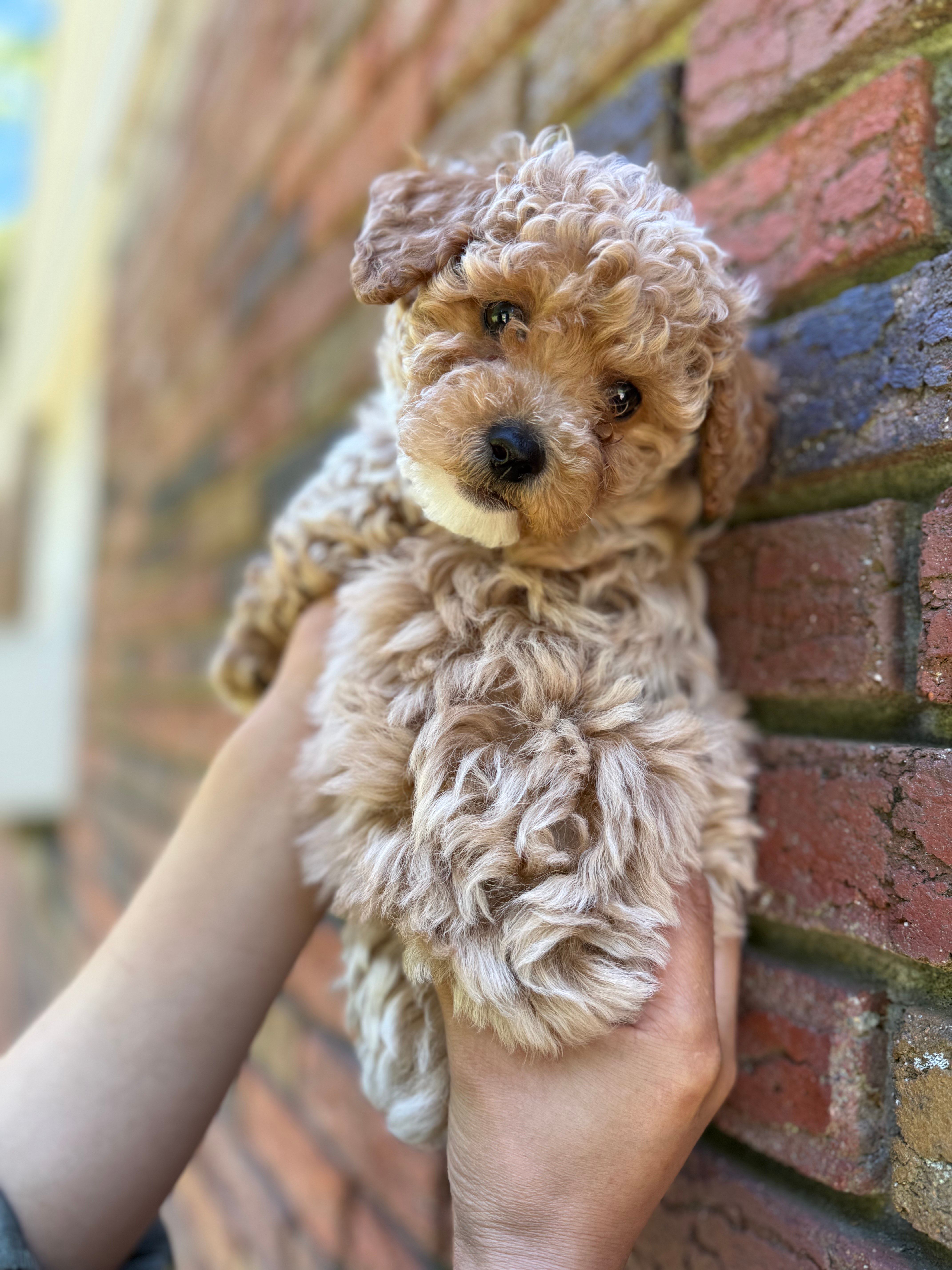 Bruno – Poodle - Miniature  puppy for sale in Sewell, NJ
