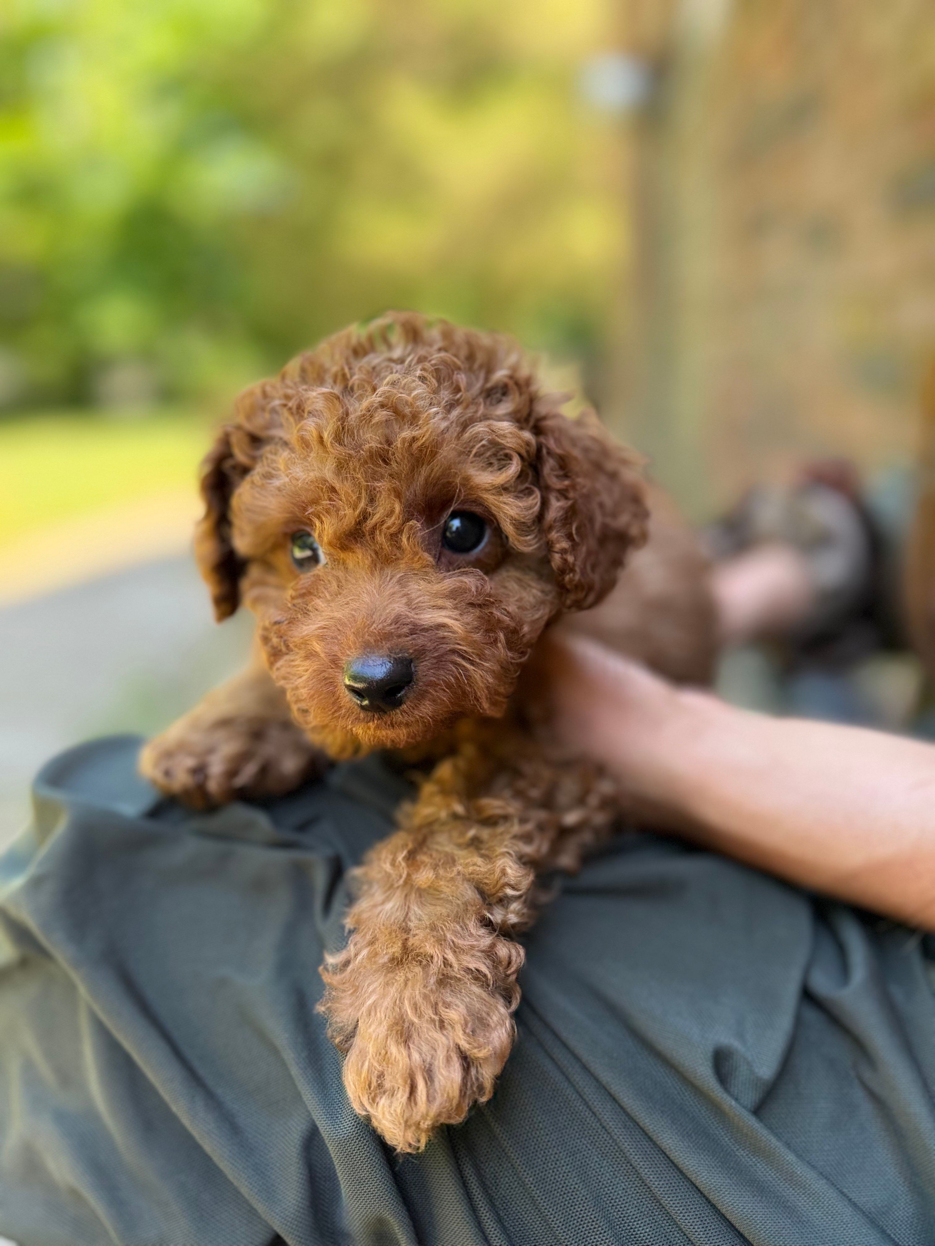 Teo – Poodle - Miniature  puppy for sale in Sewell, NJ