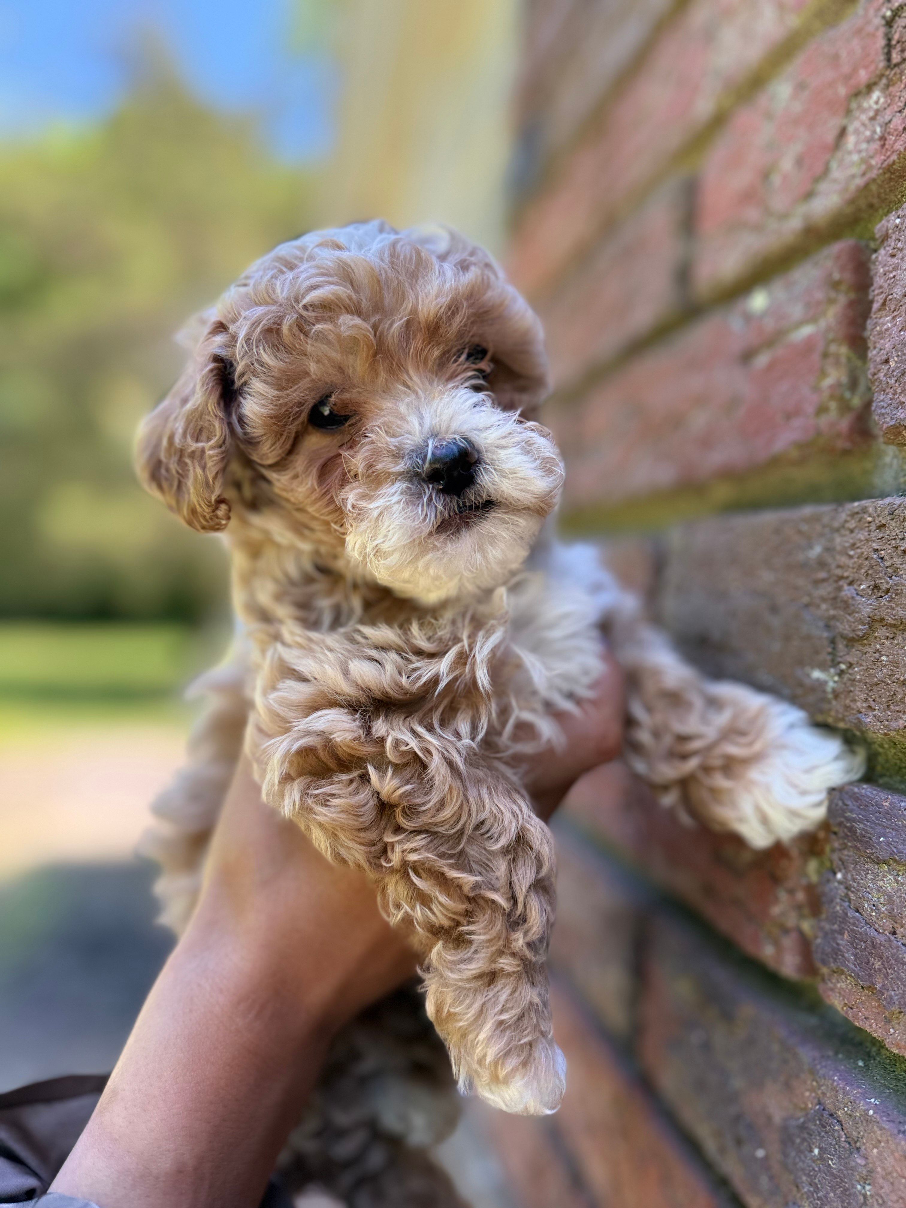 Mar – Poodle - Miniature  puppy for sale in Sewell, NJ