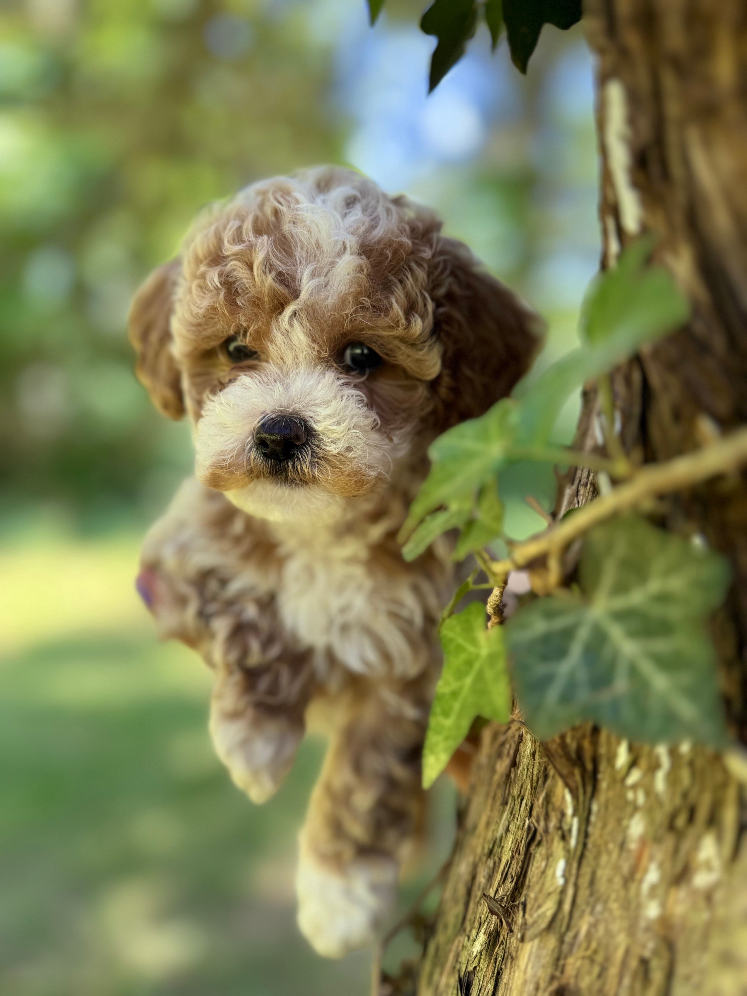 Sol – Poodle - Miniature  puppy for sale in Sewell, NJ