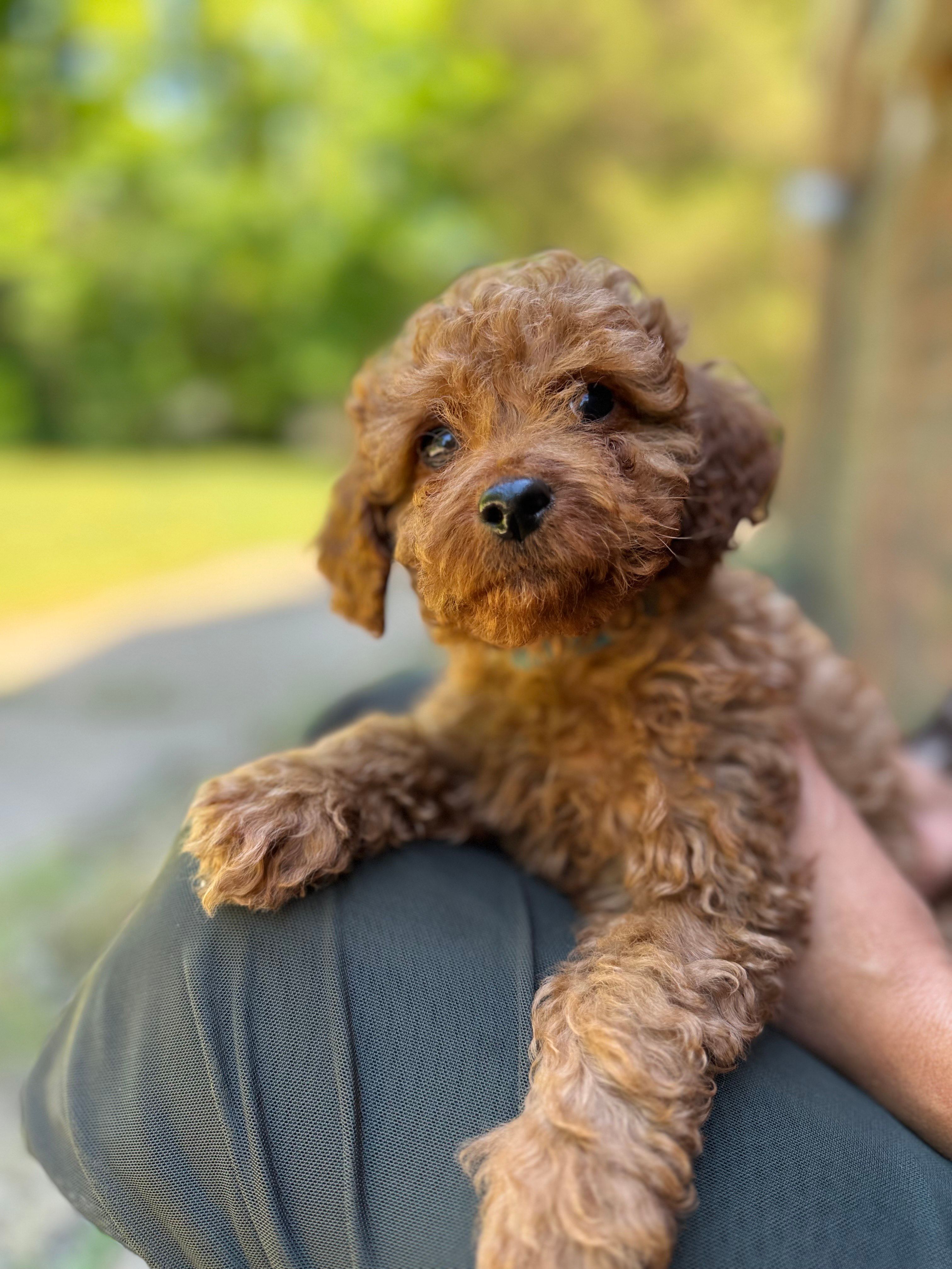 Leo – Poodle - Miniature  puppy for sale in Sewell, NJ