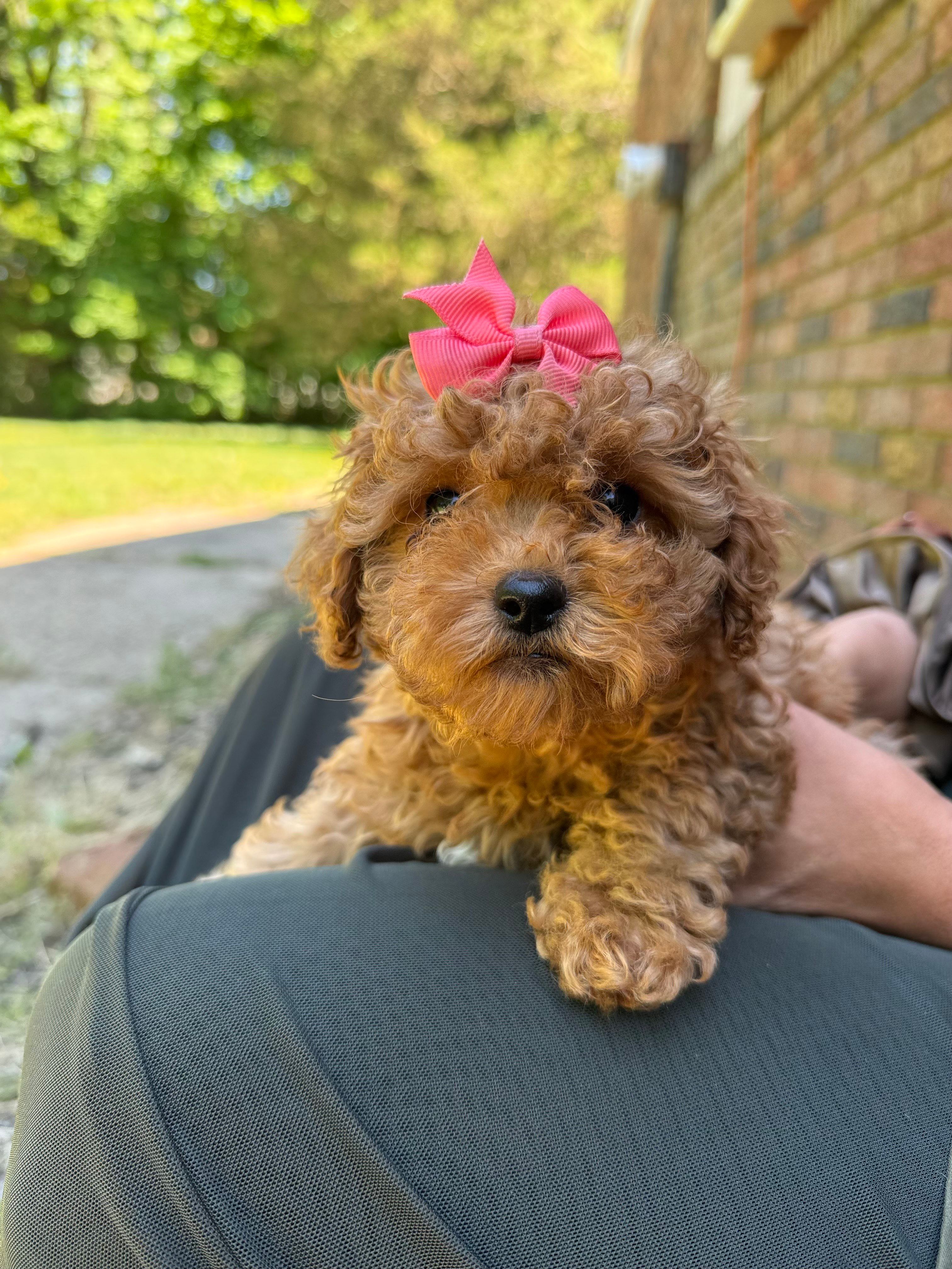 Kiara – Poodle - Miniature  puppy for sale in Sewell, NJ