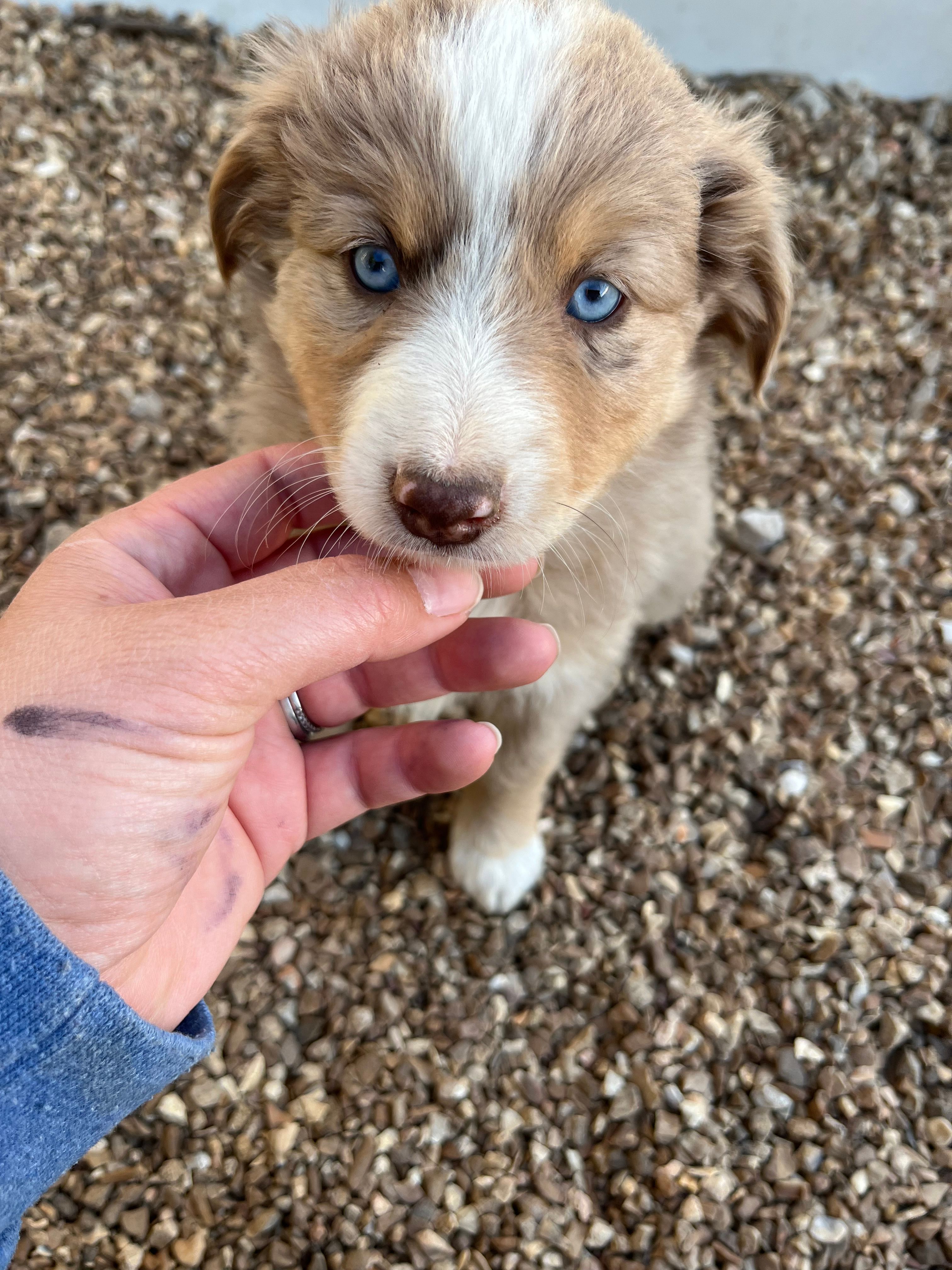 Red Merle Girl  – Miniature Australian Shepherd puppy for sale in Bolivar, MO