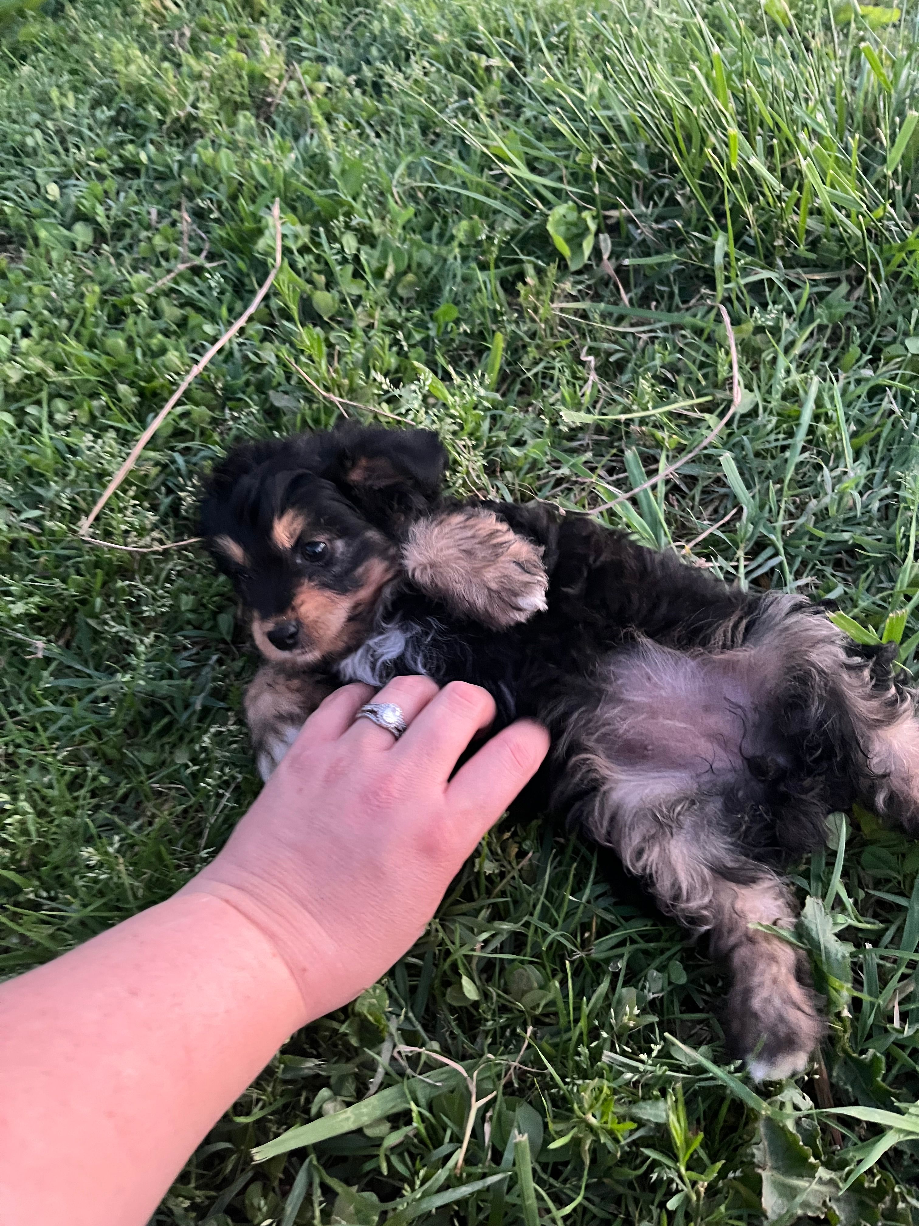 Toy Tri girl  – Aussiedoodle puppy for sale in Bolivar, MO