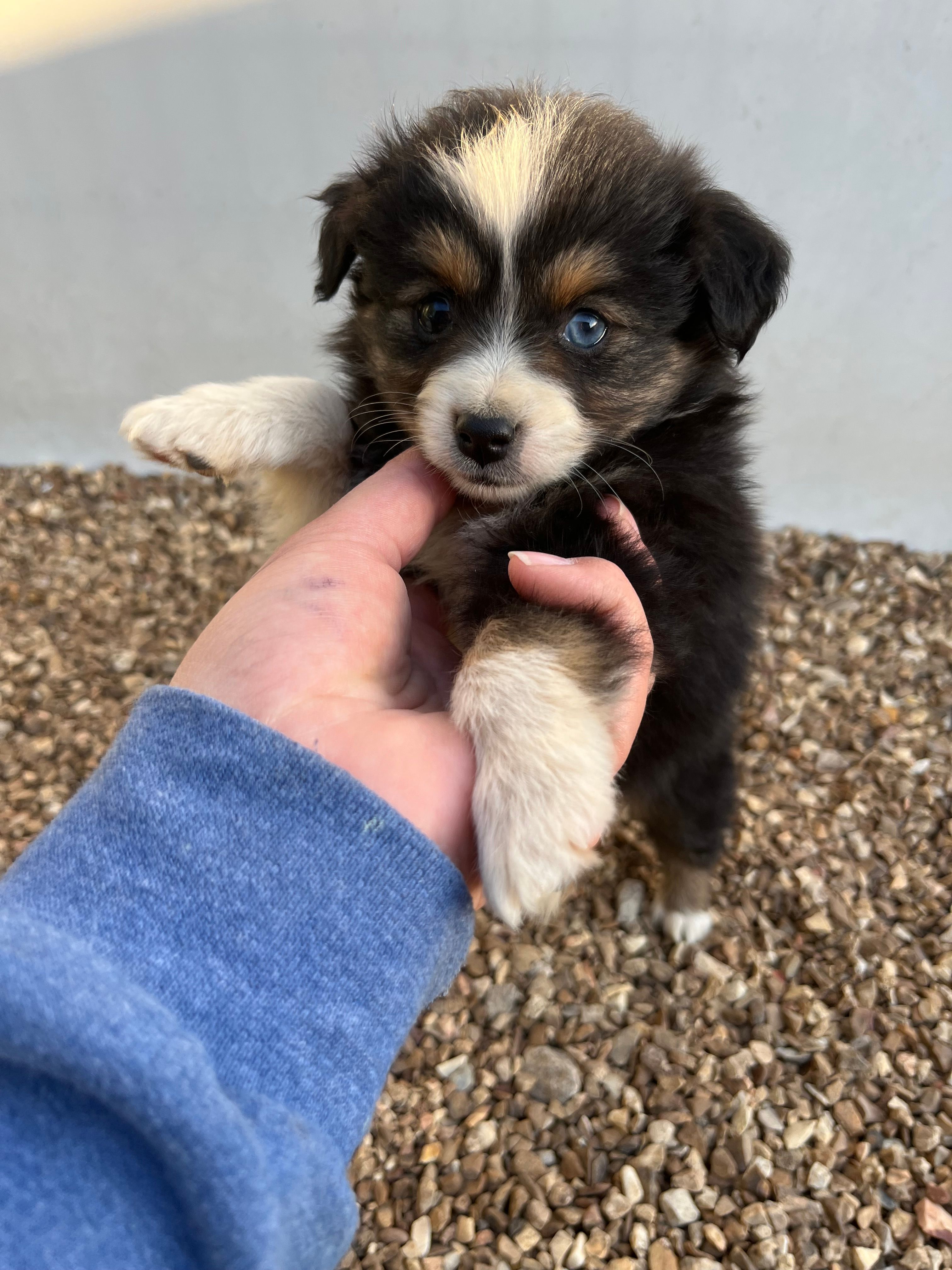 Toy black tri – Toy Australian Shepherd puppy for sale in Bolivar, MO